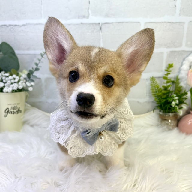 大阪府のウェルシュコーギーペンブローク (ペッツワン高槻店/2026年1月27日生まれ/男の子/レッドホワイト)の子犬の2枚目の画像