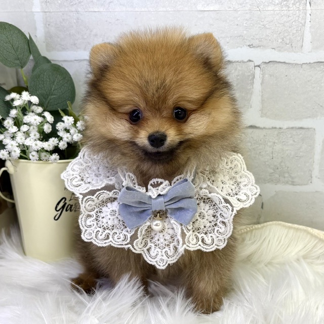 大阪府のポメラニアン (ペッツワン高槻店/2026年1月28日生まれ/男の子/オレンジ)の子犬