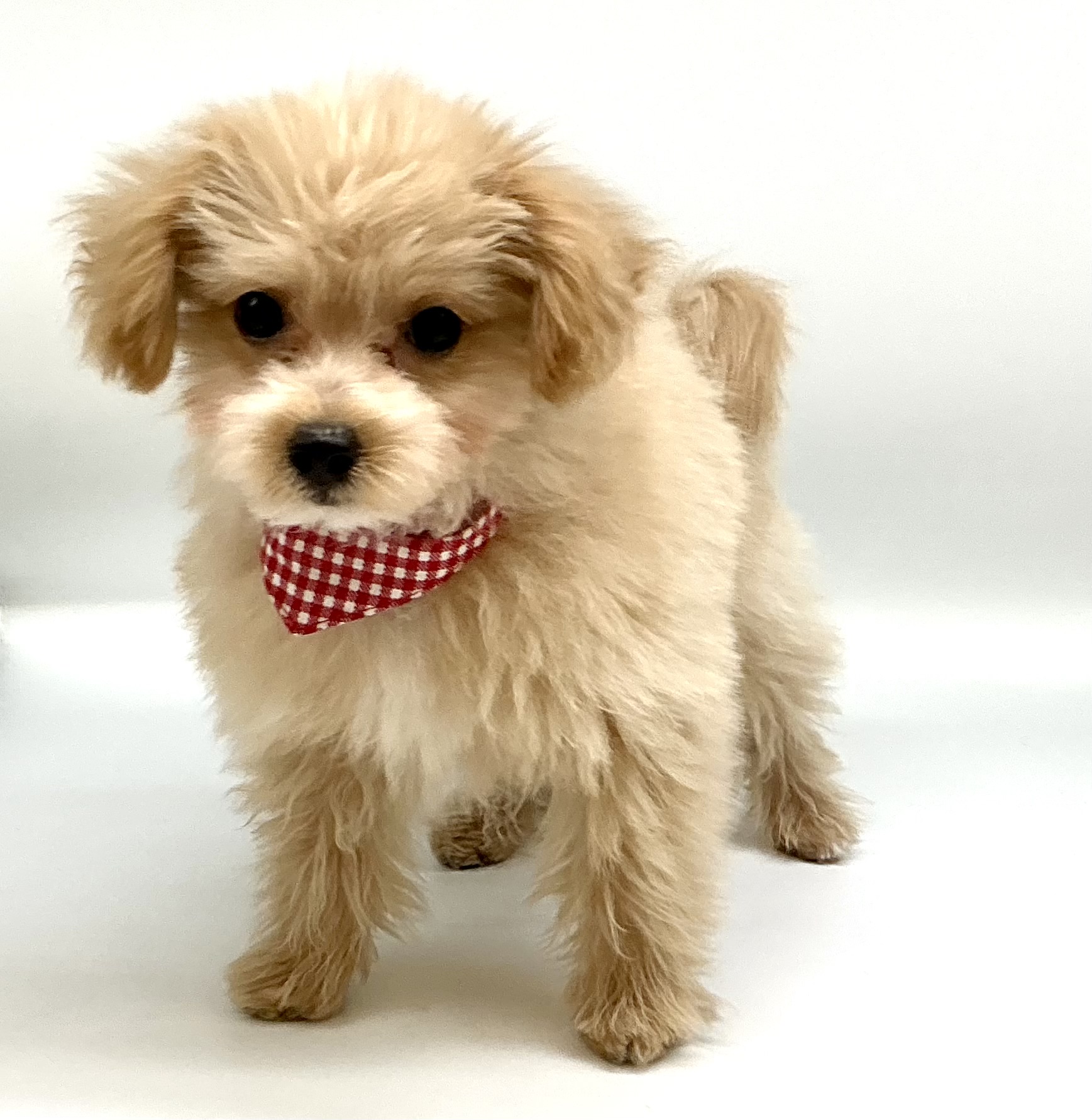 埼玉県のハーフ犬・ミックス犬 (ペッツワン鶴ヶ島店/2025年12月19日生まれ/男の子/クリーム)の子犬の2枚目の画像