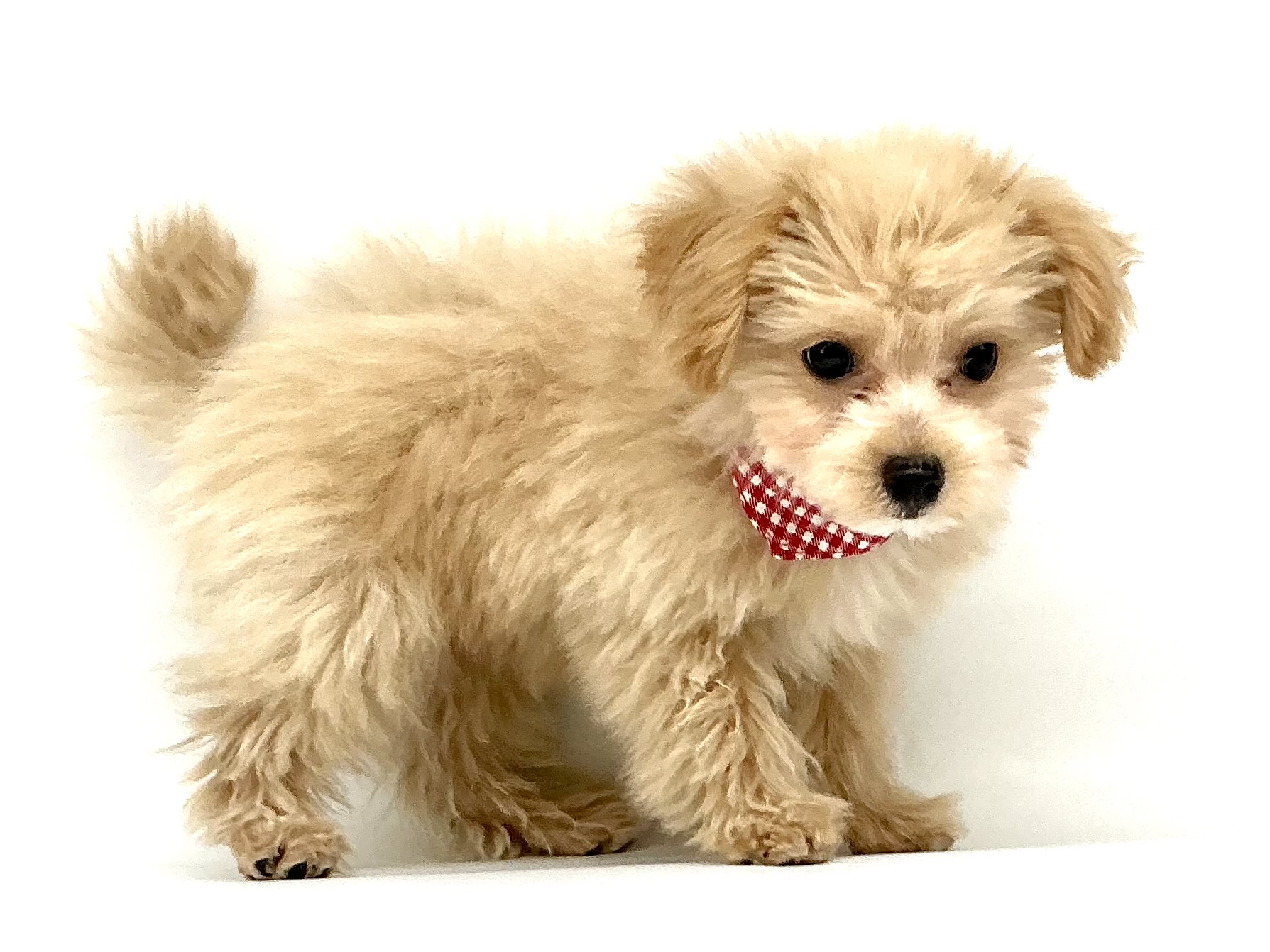 埼玉県のハーフ犬・ミックス犬 (ペッツワン鶴ヶ島店/2025年12月19日生まれ/男の子/クリーム)の子犬の3枚目の画像