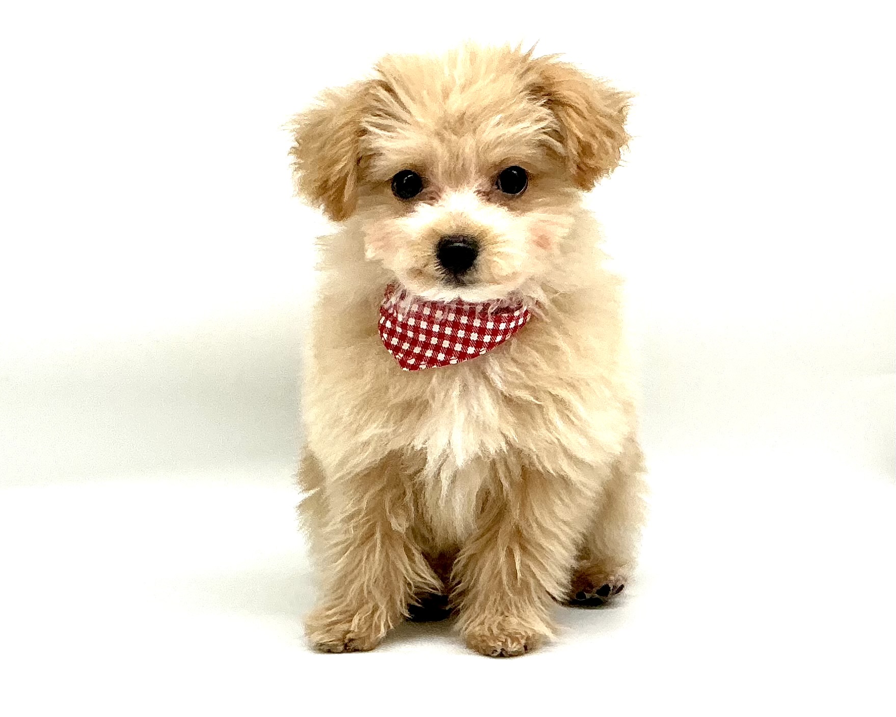 埼玉県のハーフ犬・ミックス犬 (ペッツワン鶴ヶ島店/2025年12月19日生まれ/男の子/クリーム)の子犬の1枚目の画像