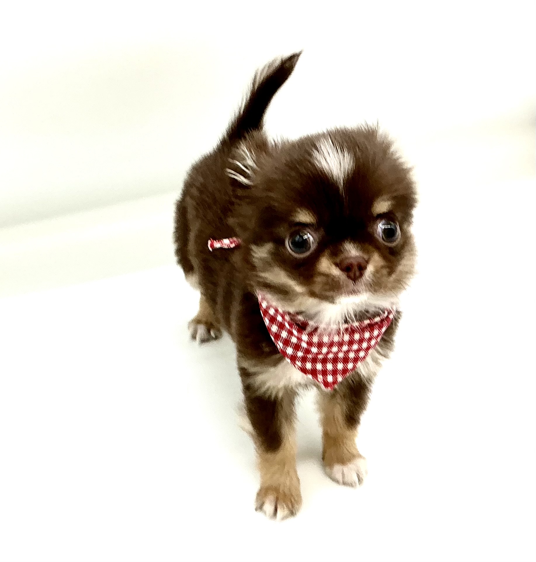 埼玉県のチワワ(ロング) (ペッツワン鶴ヶ島店/2026年1月12日生まれ/女の子/チョコレートタンホワイト)の子犬の2枚目の画像