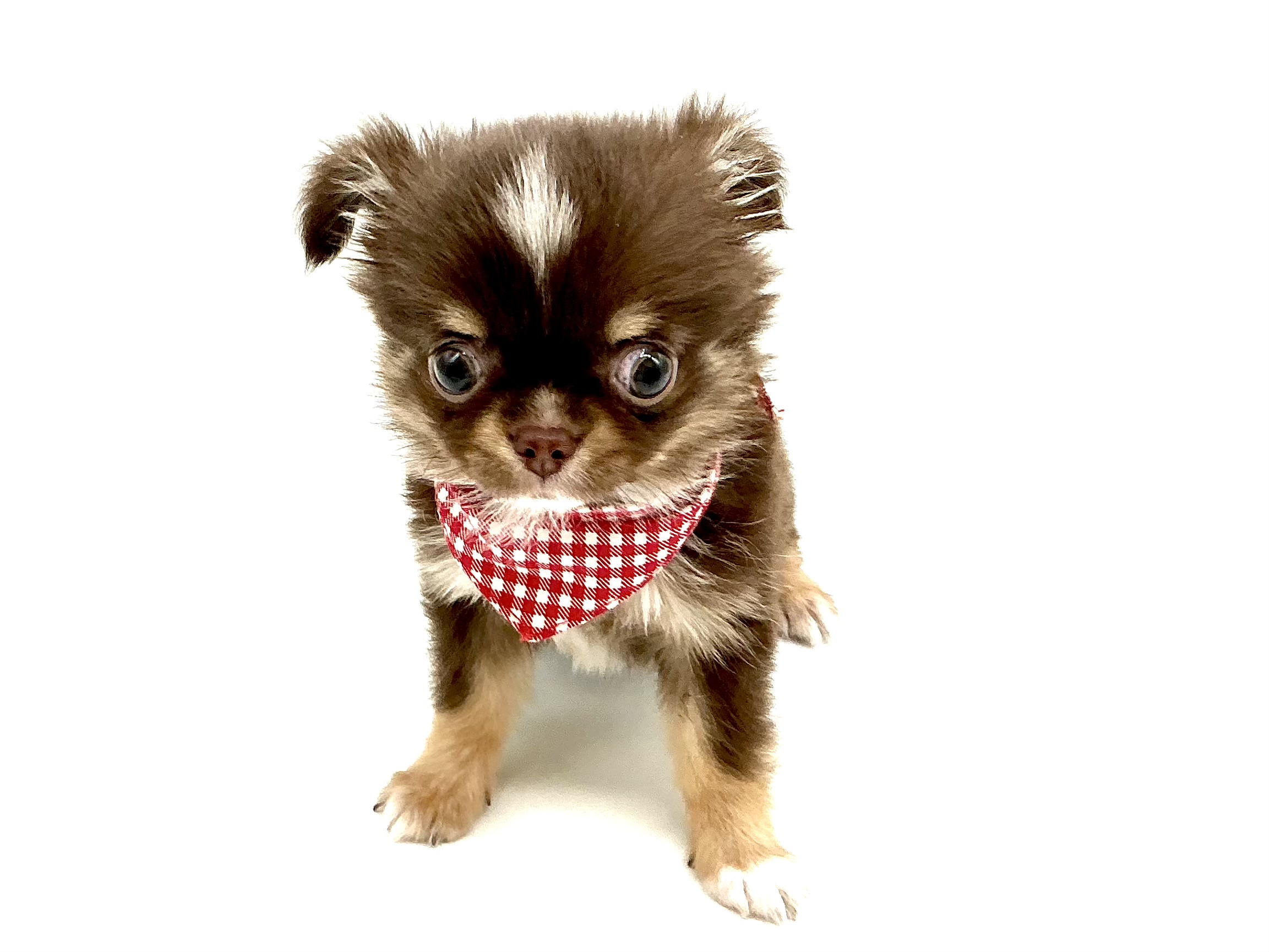 埼玉県のチワワ(ロング) (ペッツワン鶴ヶ島店/2026年1月12日生まれ/女の子/チョコレートタンホワイト)の子犬の1枚目の画像