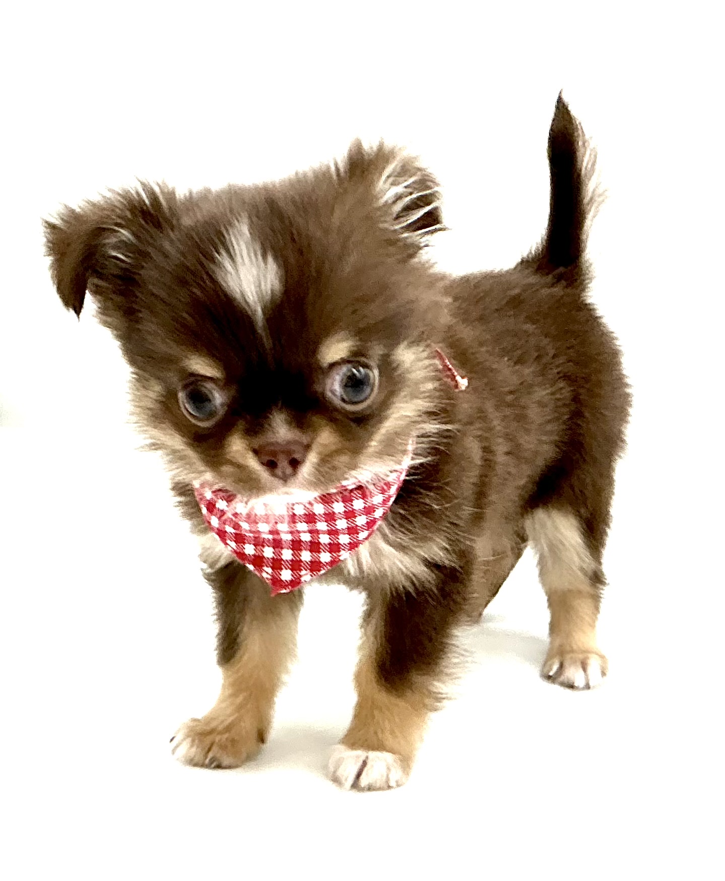 埼玉県のチワワ(ロング) (ペッツワン鶴ヶ島店/2026年1月12日生まれ/女の子/チョコレートタンホワイト)の子犬の3枚目の画像