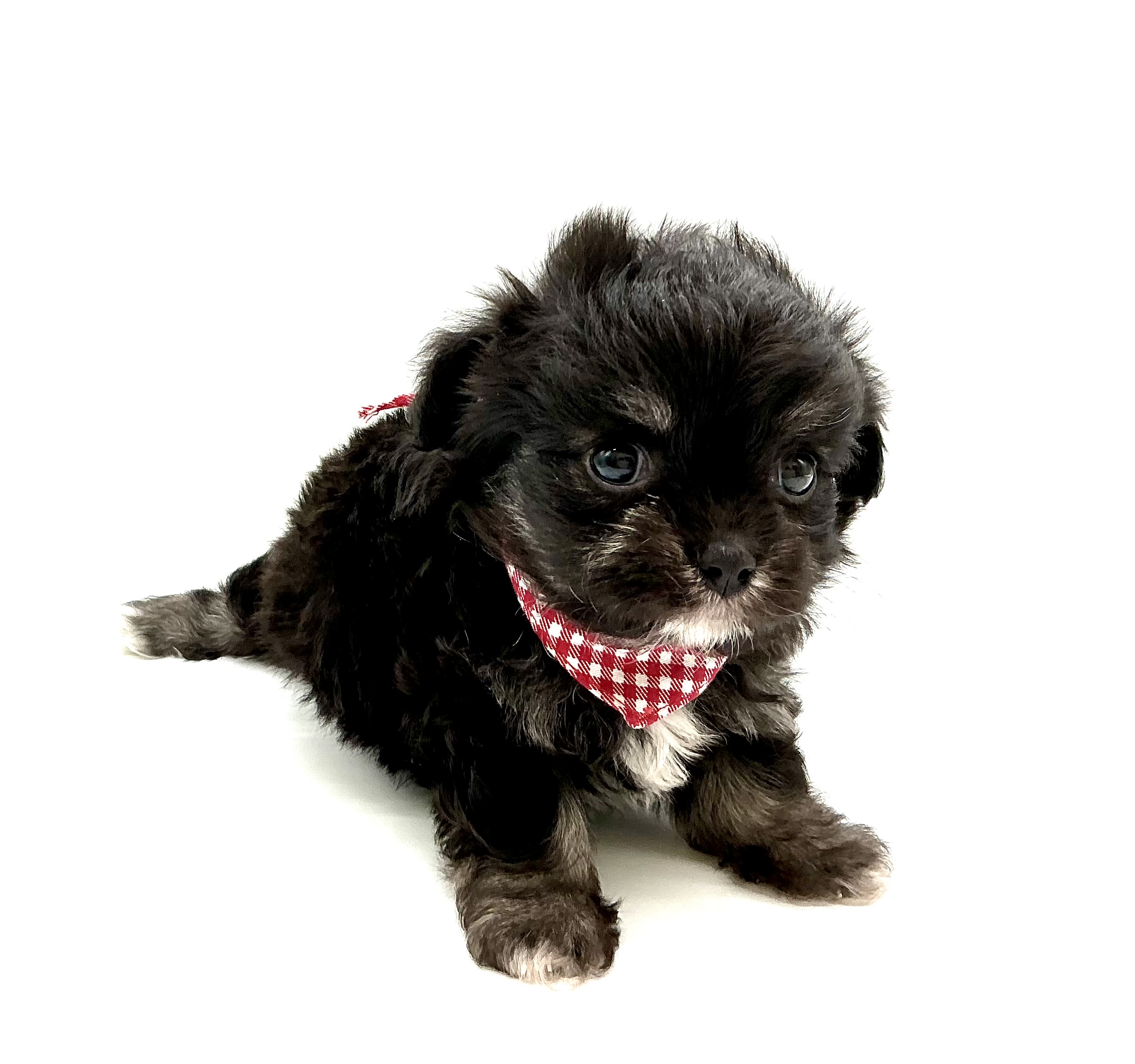 埼玉県のハーフ犬・ミックス犬 (ペッツワン鶴ヶ島店/2026年2月1日生まれ/女の子/ブラックタン)の子犬の3枚目の画像