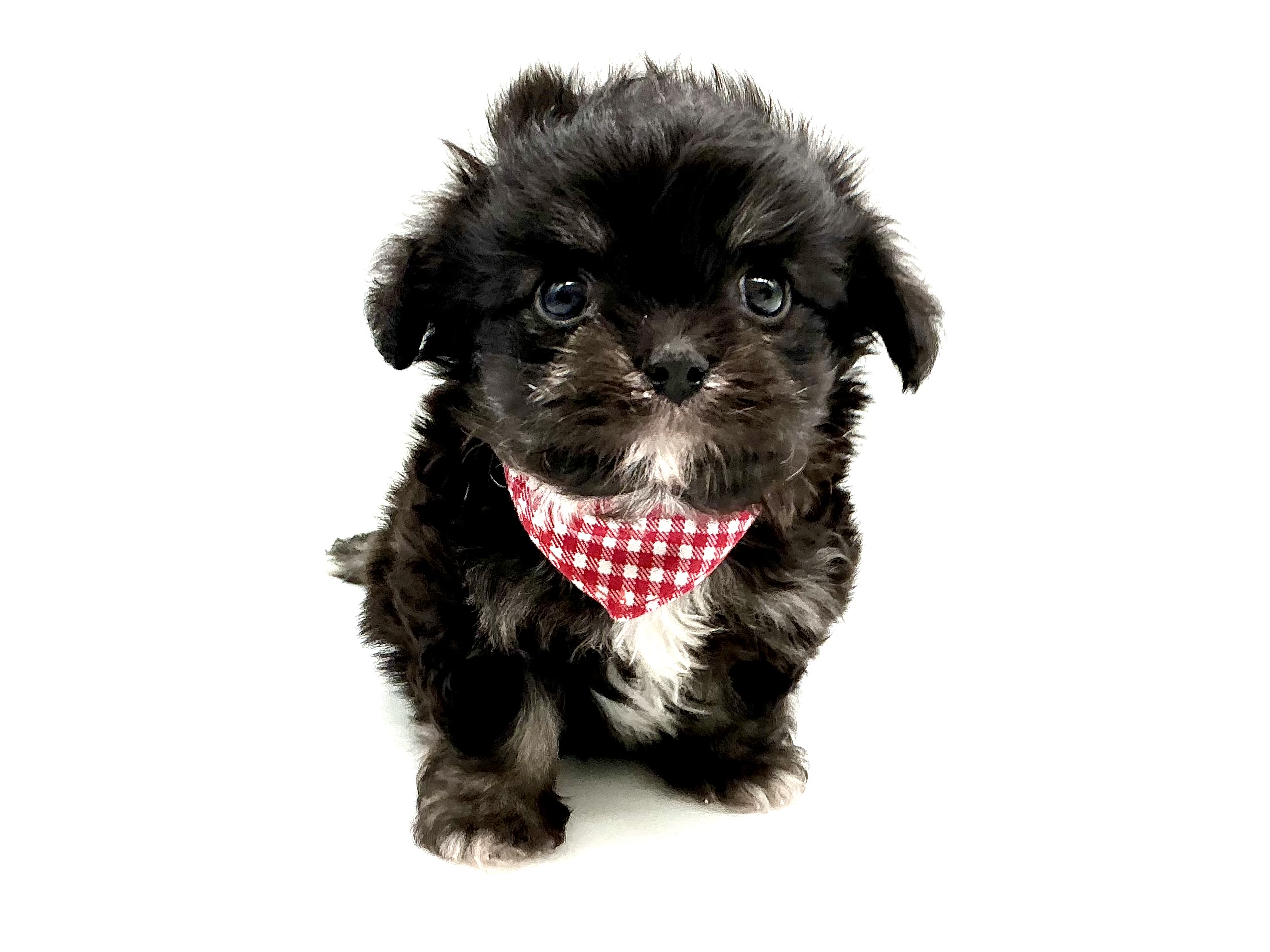 埼玉県のハーフ犬・ミックス犬 (ペッツワン鶴ヶ島店/2026年2月1日生まれ/女の子/ブラックタン)の子犬の2枚目の画像