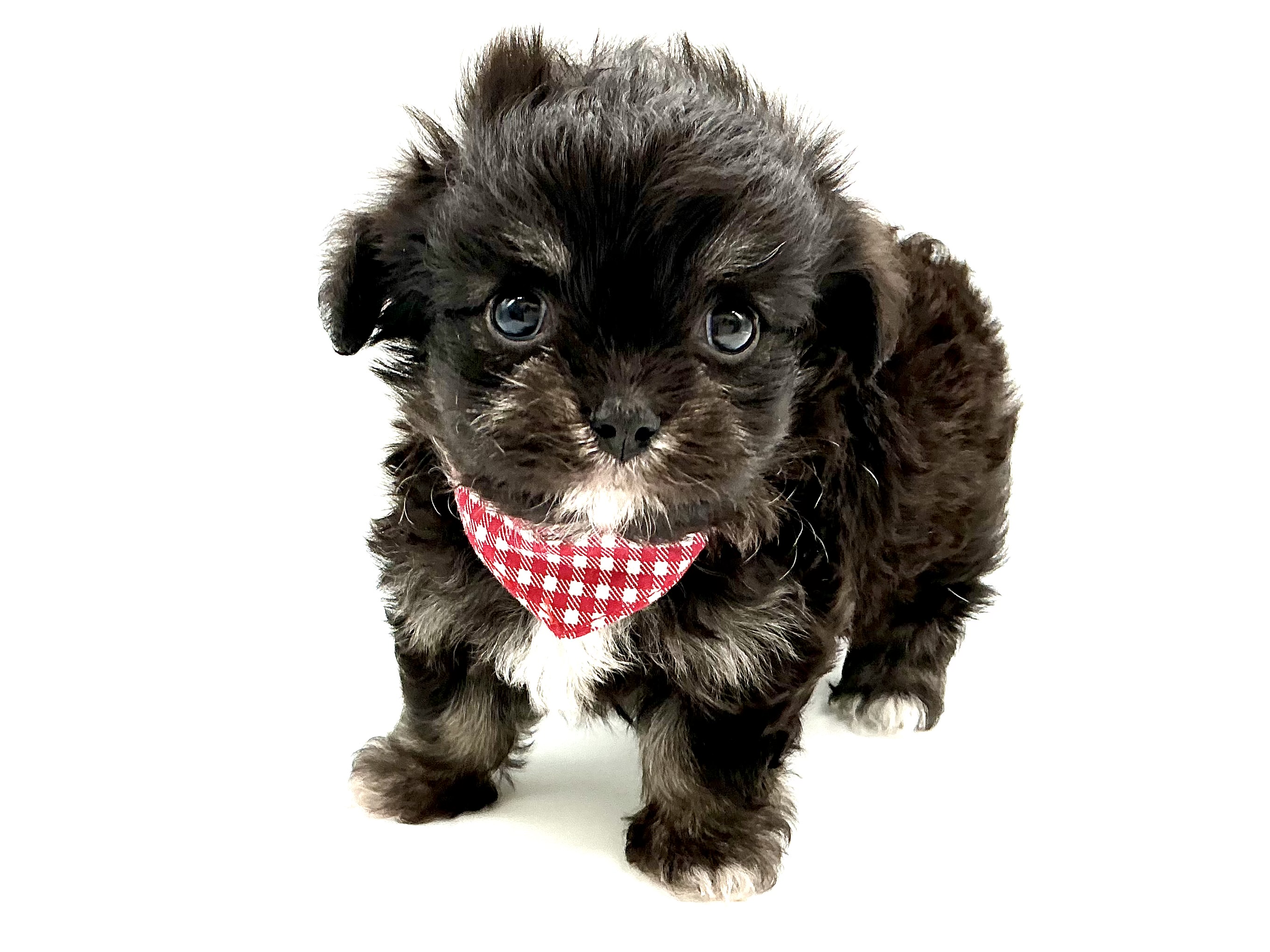 埼玉県のハーフ犬・ミックス犬 (ペッツワン鶴ヶ島店/2026年2月1日生まれ/女の子/ブラックタン)の子犬の1枚目の画像