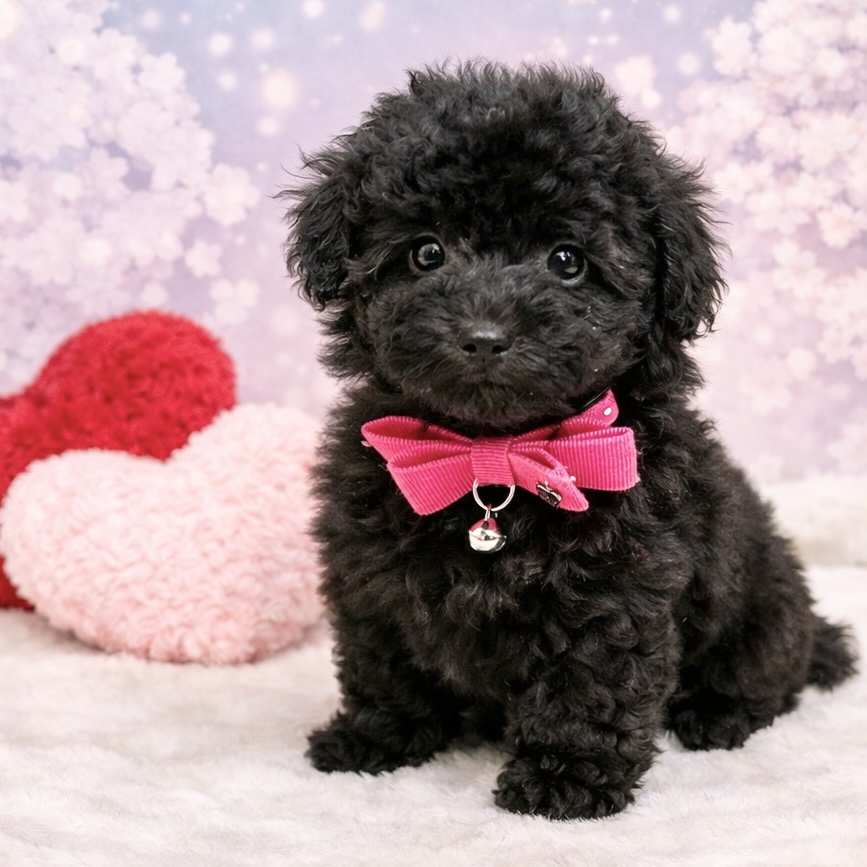 兵庫県のトイプードル(トイ) (ペッツワン神戸深江浜店/2026年1月26日生まれ/女の子/ブラック)の子犬の1枚目の画像