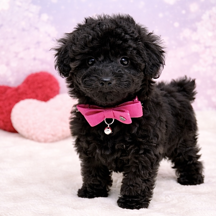 兵庫県のトイプードル(トイ) (ペッツワン神戸深江浜店/2026年1月26日生まれ/女の子/ブラック)の子犬の2枚目の画像