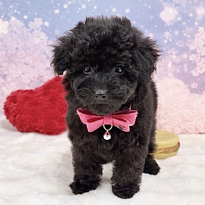 兵庫県のトイプードル(トイ) (ペッツワン神戸深江浜店/2026年1月26日生まれ/女の子/ブラック)の子犬の3枚目の画像