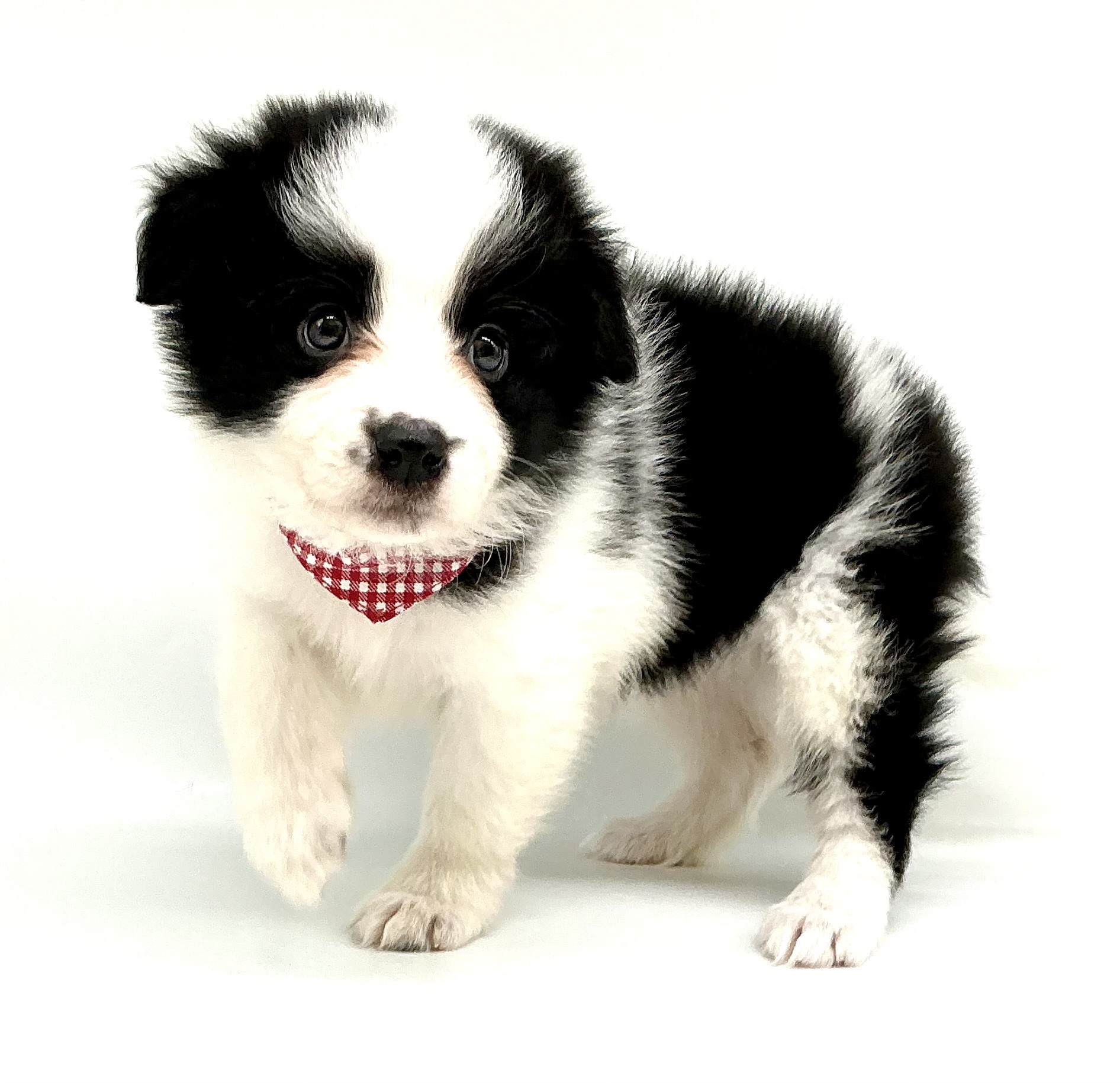 埼玉県のボーダーコリー (ペッツワン鶴ヶ島店/2026年2月2日生まれ/女の子/ブラックホワイト)の子犬の2枚目の画像