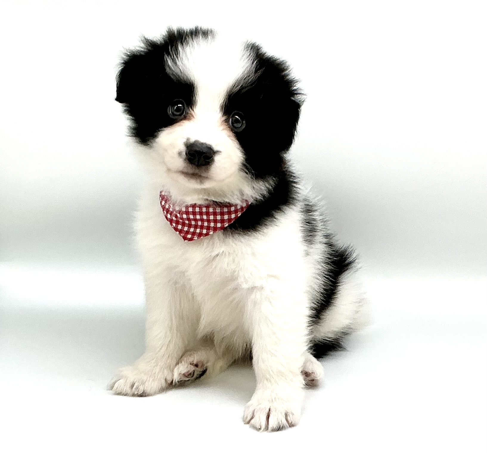 埼玉県のボーダーコリー (ペッツワン鶴ヶ島店/2026年2月2日生まれ/女の子/ブラックホワイト)の子犬の1枚目の画像