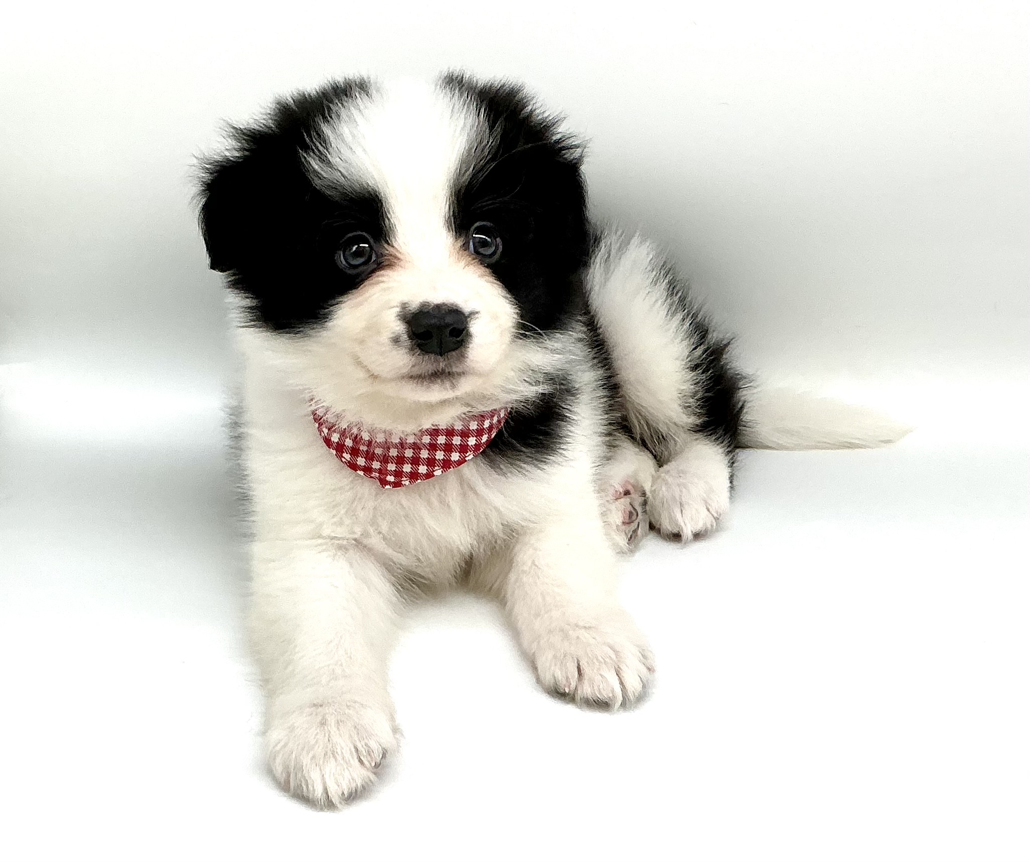 埼玉県のボーダーコリー (ペッツワン鶴ヶ島店/2026年2月2日生まれ/女の子/ブラックホワイト)の子犬の3枚目の画像