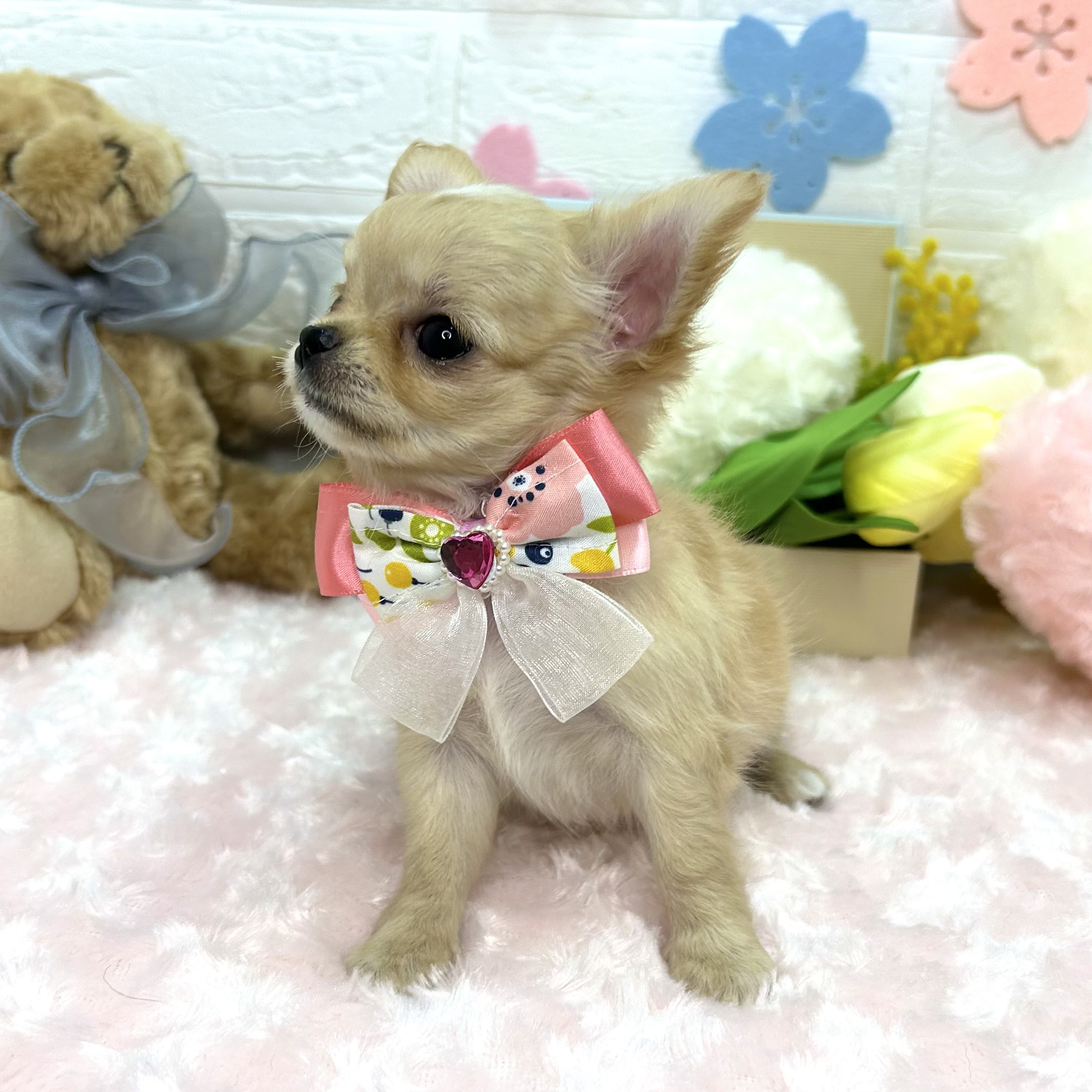 大阪府のチワワ(ロング) (ペッツワン東大阪店/2026年2月5日生まれ/女の子/レッド)の子犬の2枚目の画像