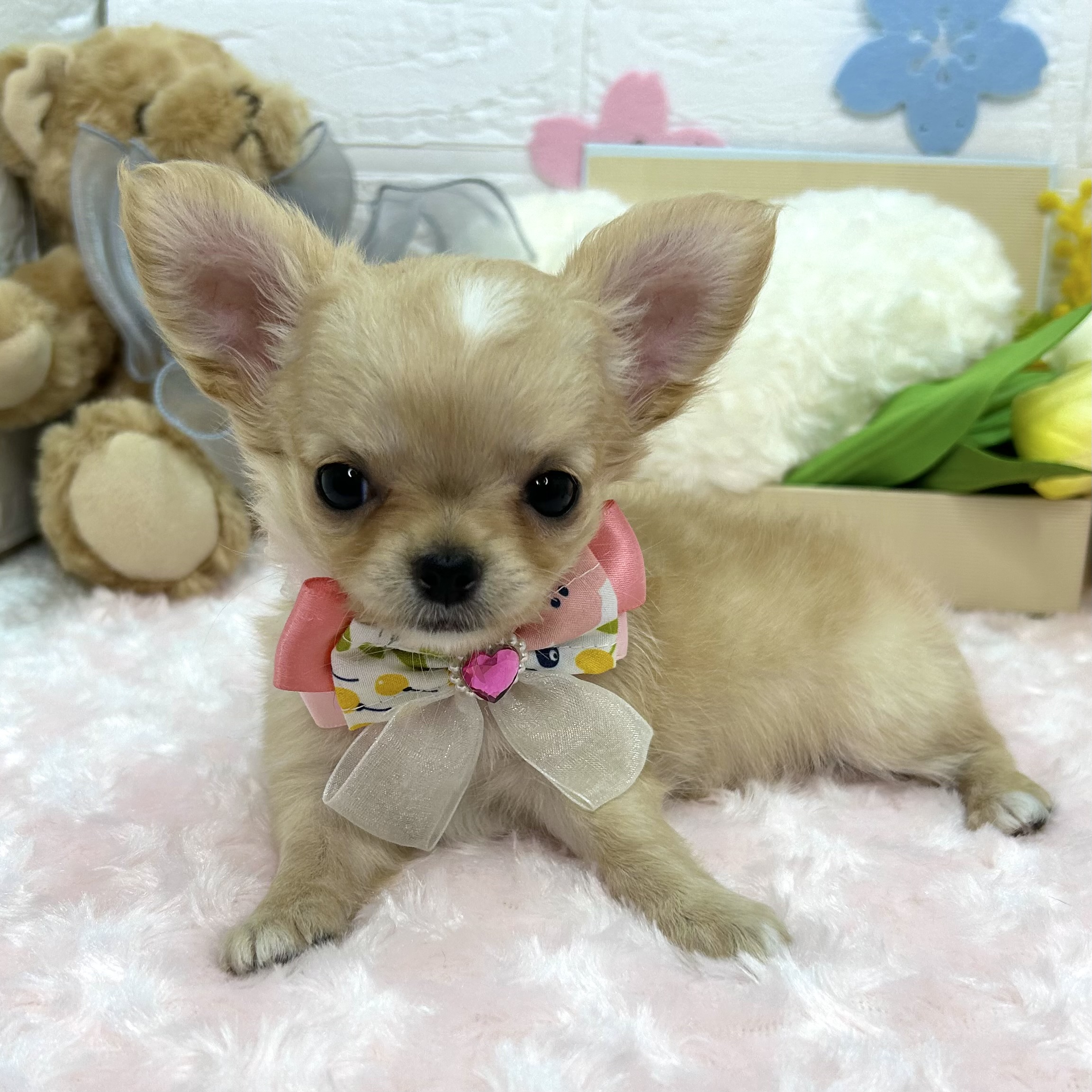 大阪府のチワワ(ロング) (ペッツワン東大阪店/2026年2月5日生まれ/女の子/レッド)の子犬の3枚目の画像