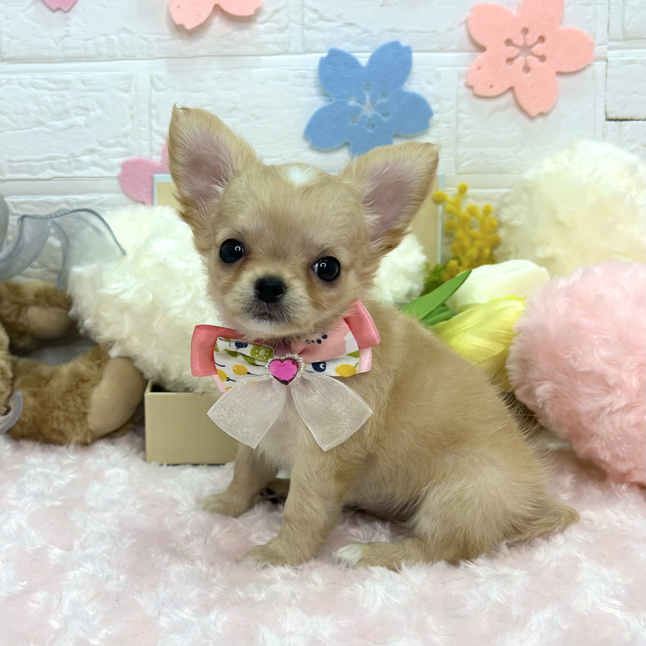 大阪府のチワワ(ロング) (ペッツワン東大阪店/2026年2月5日生まれ/女の子/レッド)の子犬の1枚目の画像