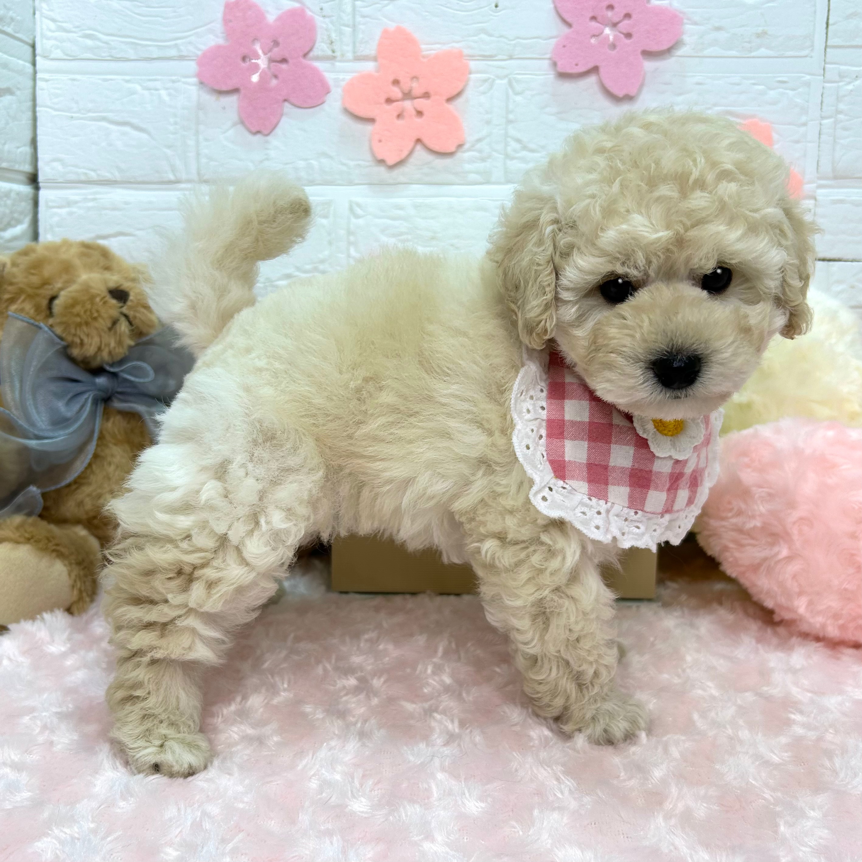 大阪府のトイプードル(トイ) (ペッツワン東大阪店/2026年2月5日生まれ/男の子/ホワイト)の子犬の3枚目の画像