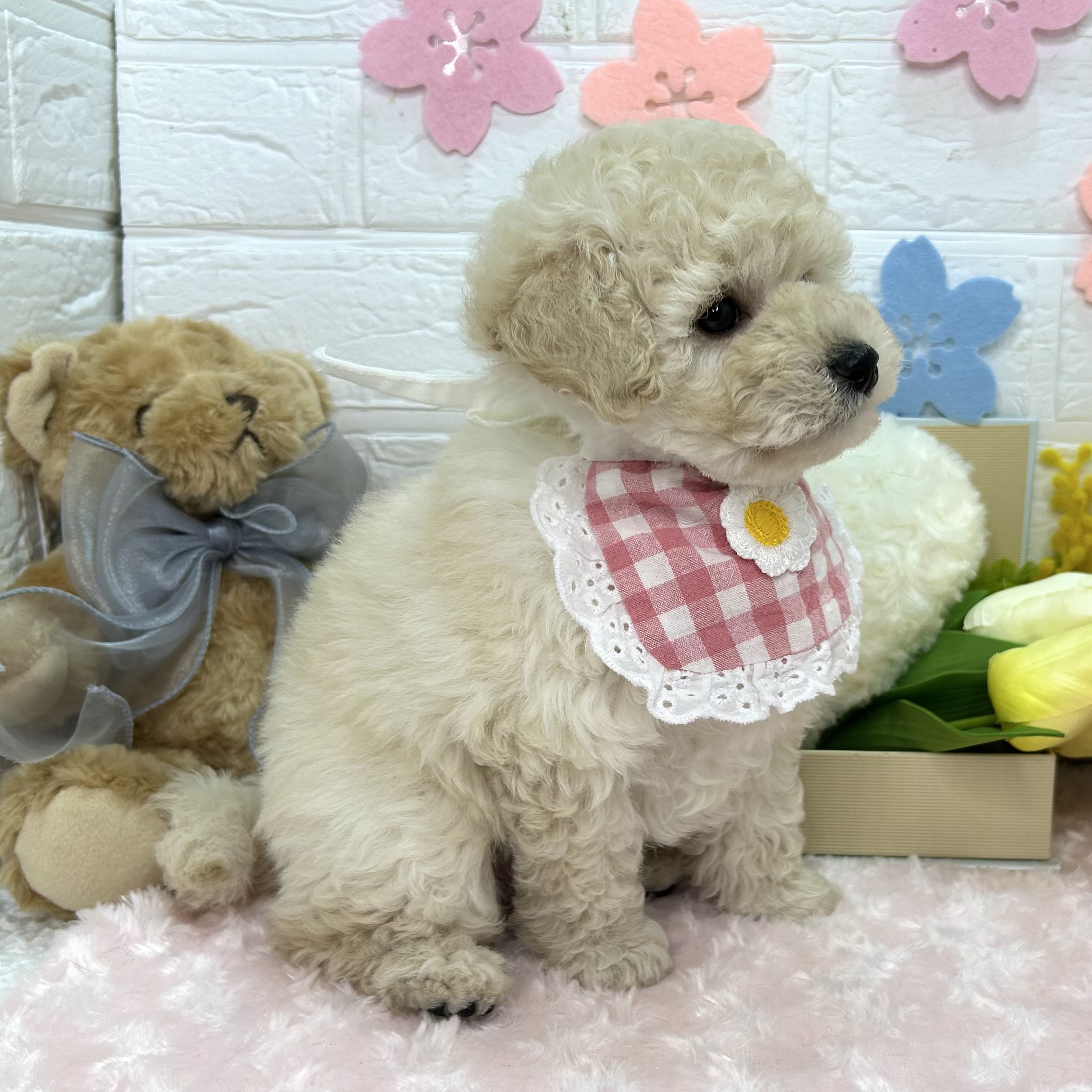 大阪府のトイプードル(トイ) (ペッツワン東大阪店/2026年2月5日生まれ/男の子/ホワイト)の子犬の2枚目の画像