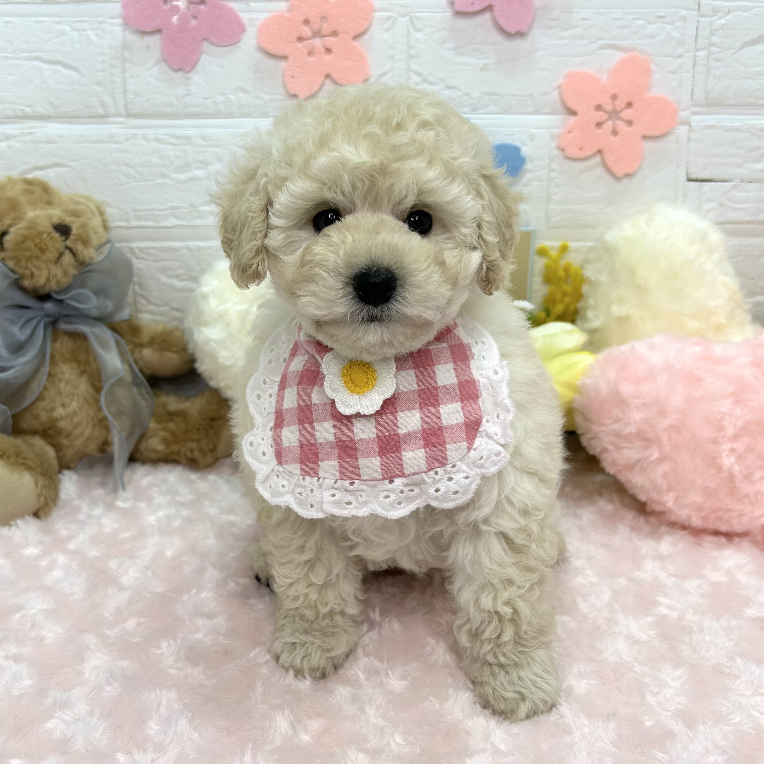 大阪府のトイプードル(トイ) (ペッツワン東大阪店/2026年2月5日生まれ/男の子/ホワイト)の子犬の1枚目の画像