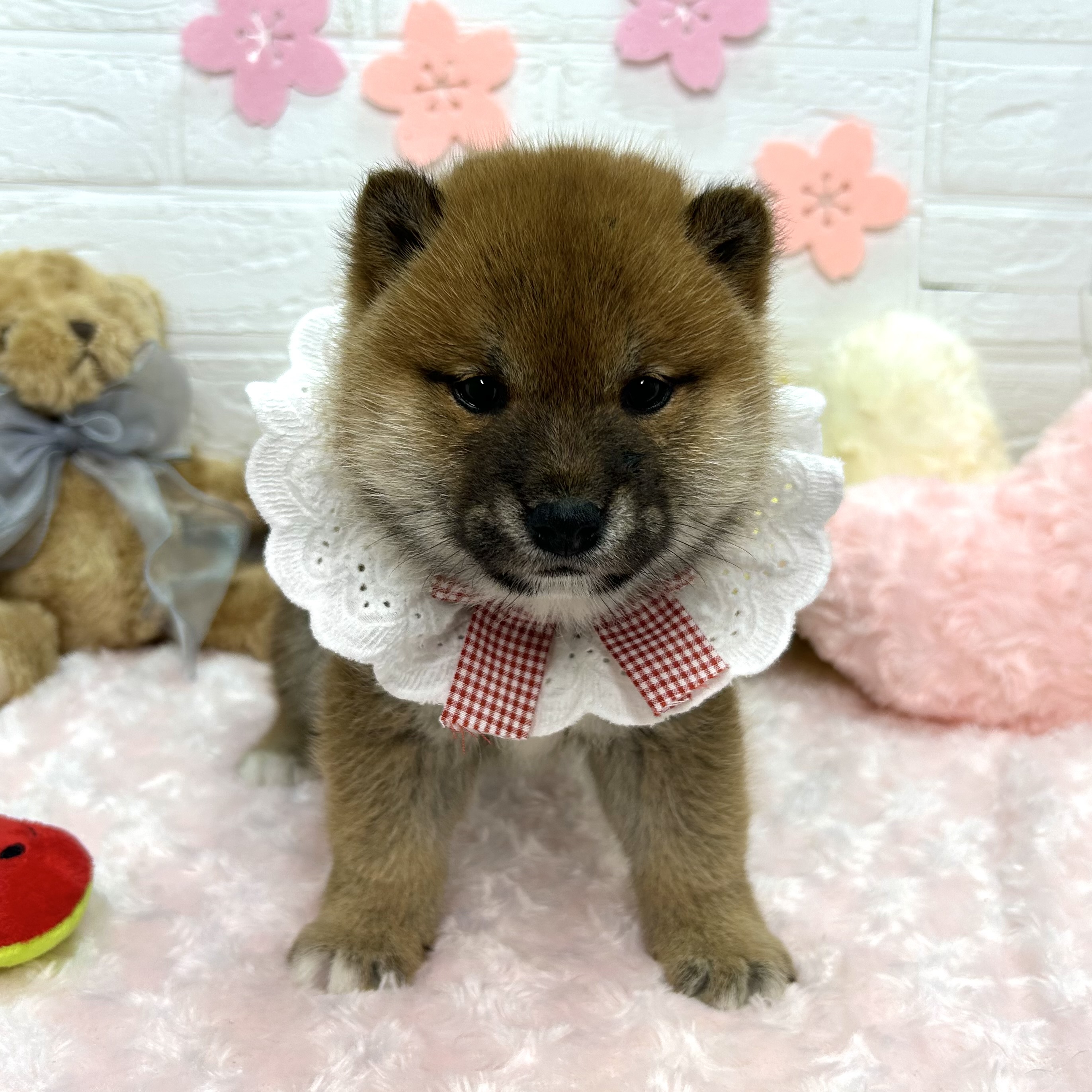 大阪府の柴犬(標準サイズ) (ペッツワン東大阪店/2026年2月5日生まれ/女の子/赤)の子犬の1枚目の画像