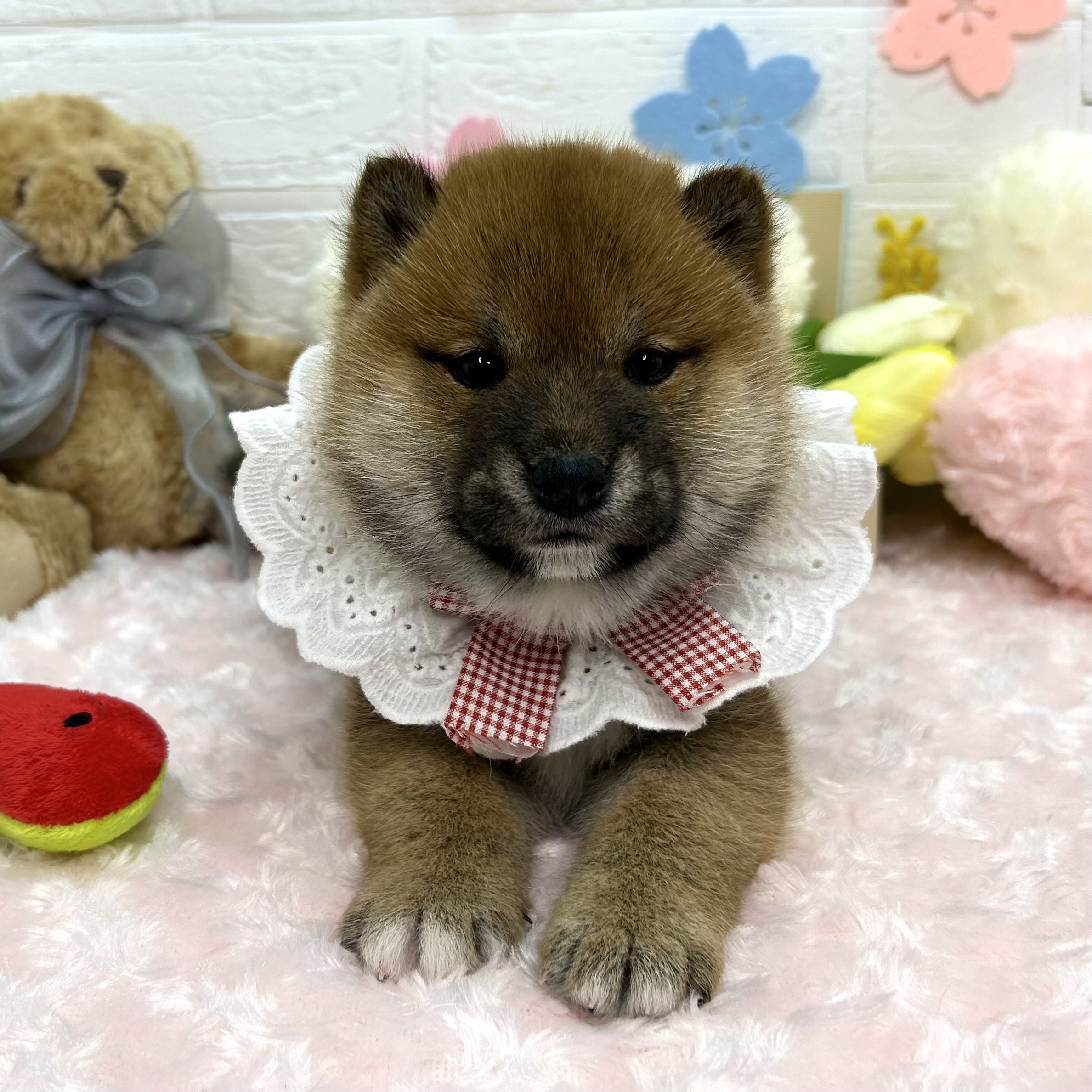 大阪府の柴犬(標準サイズ) (ペッツワン東大阪店/2026年2月5日生まれ/女の子/赤)の子犬の2枚目の画像