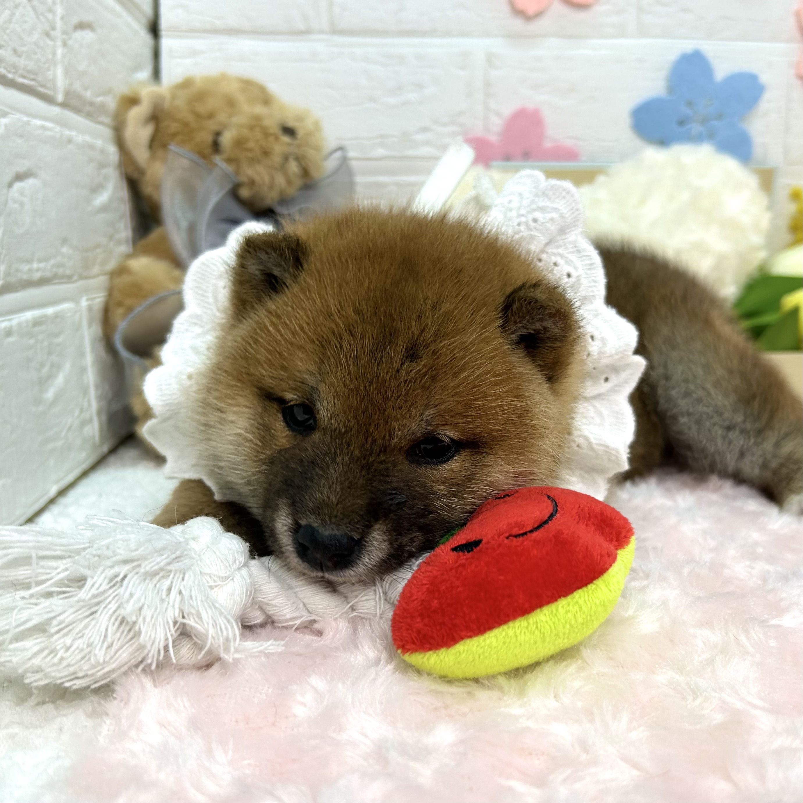 大阪府の柴犬(標準サイズ) (ペッツワン東大阪店/2026年2月5日生まれ/女の子/赤)の子犬の3枚目の画像