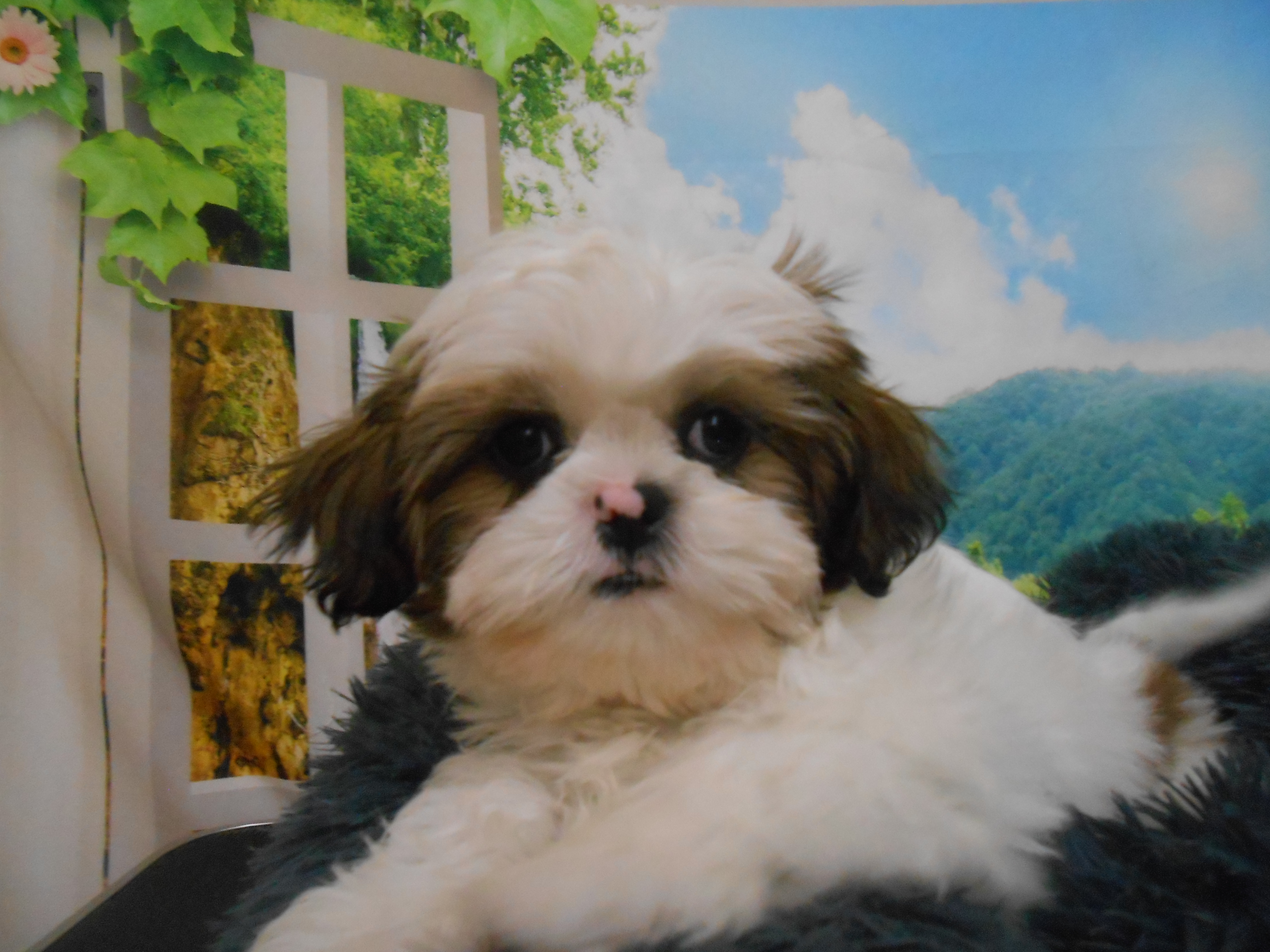 愛知県のシーズー (ペッツワン半田店/2025年12月20日生まれ/男の子/ゴールドホワイト)の子犬