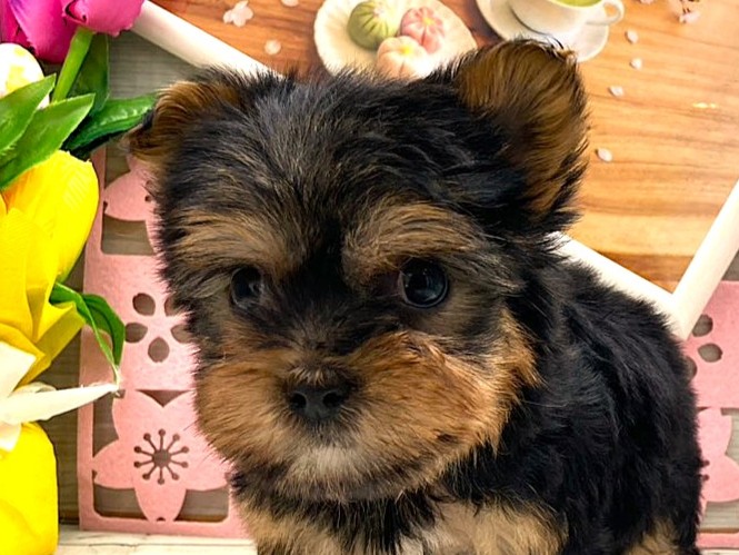 京都府のヨークシャーテリア (ペッツワン木津川店/2026年2月1日生まれ/男の子/スチールブルータン)の子犬の1枚目の画像