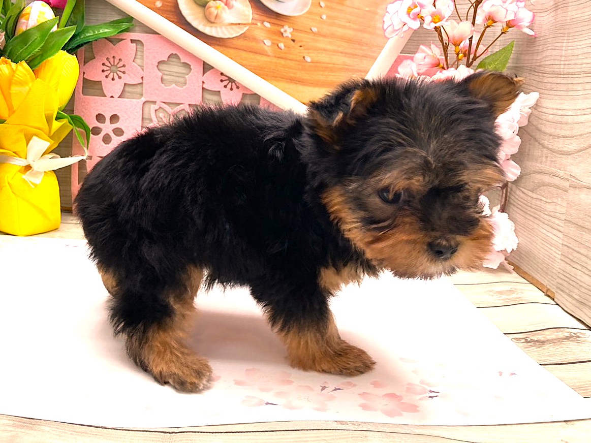京都府のヨークシャーテリア (ペッツワン木津川店/2026年2月1日生まれ/男の子/スチールブルータン)の子犬の2枚目の画像