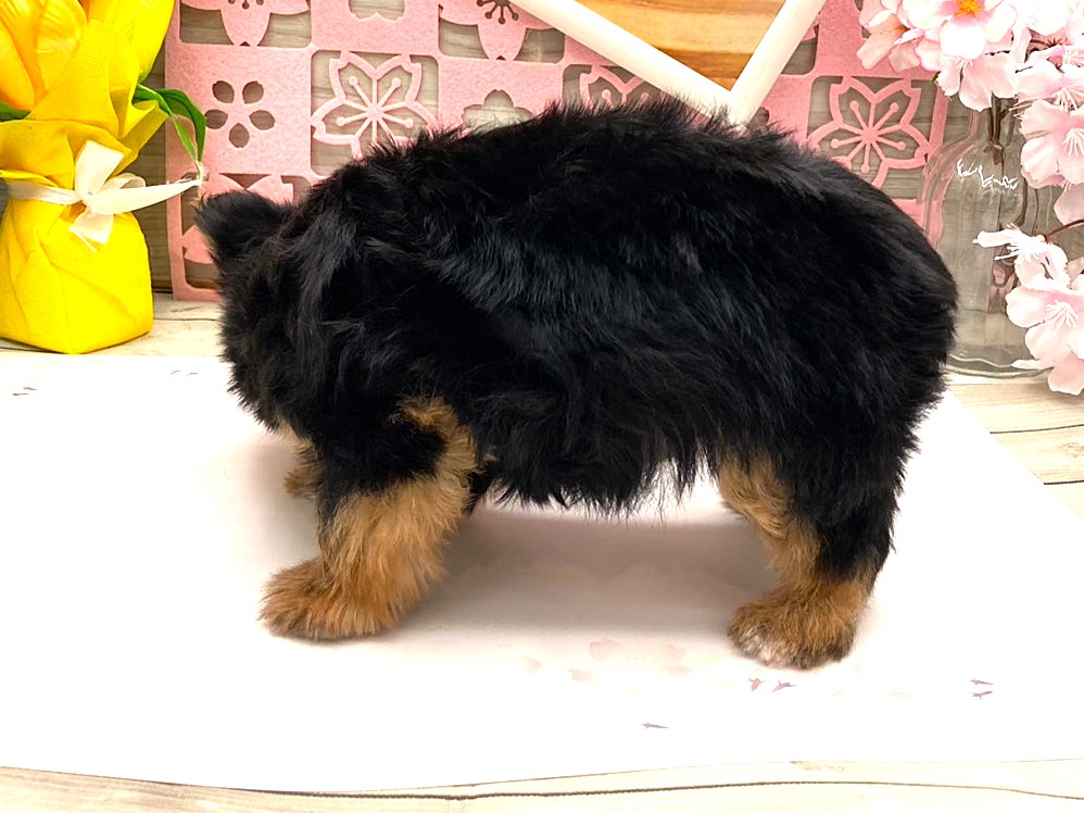 京都府のヨークシャーテリア (ペッツワン木津川店/2026年2月1日生まれ/男の子/スチールブルータン)の子犬の3枚目の画像