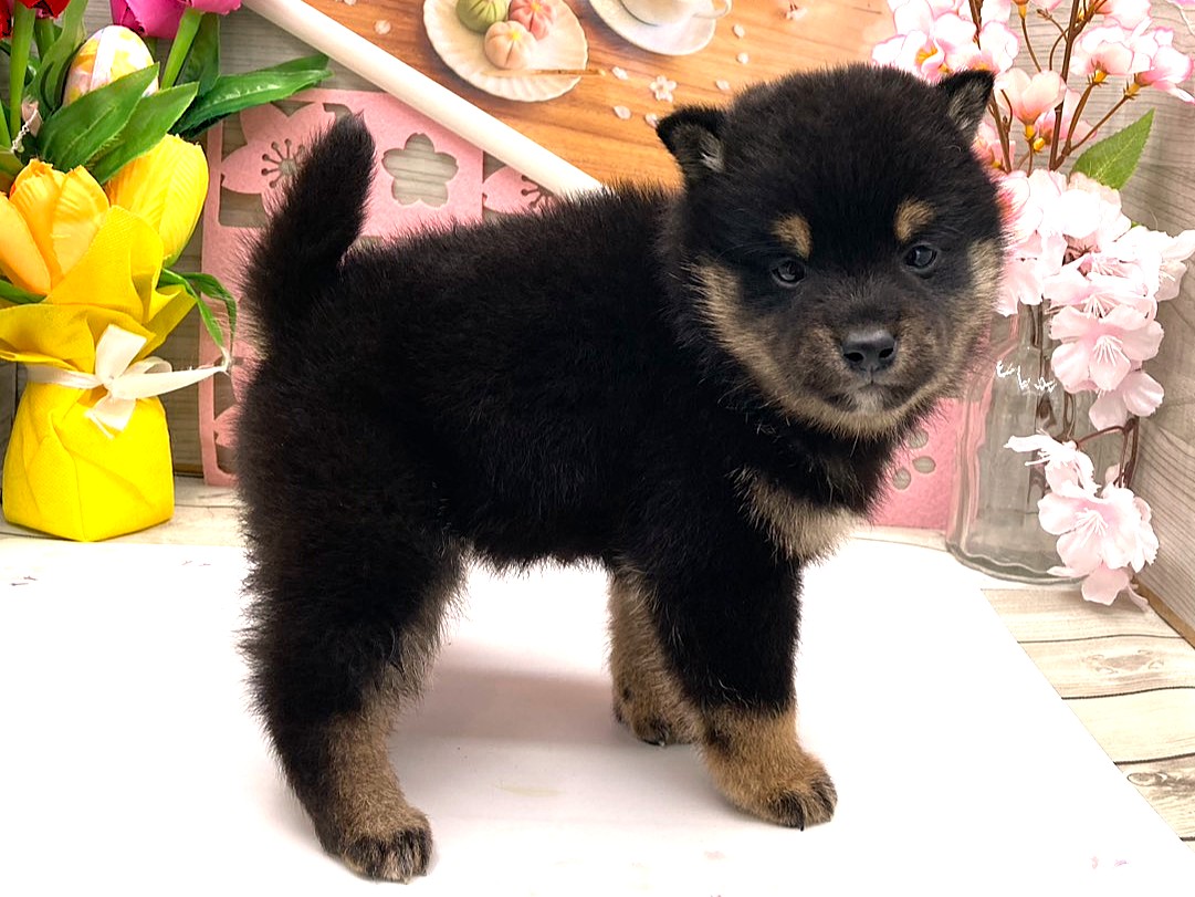 京都府の柴犬(標準サイズ) (ペッツワン木津川店/2026年1月31日生まれ/女の子/黒)の子犬の2枚目の画像