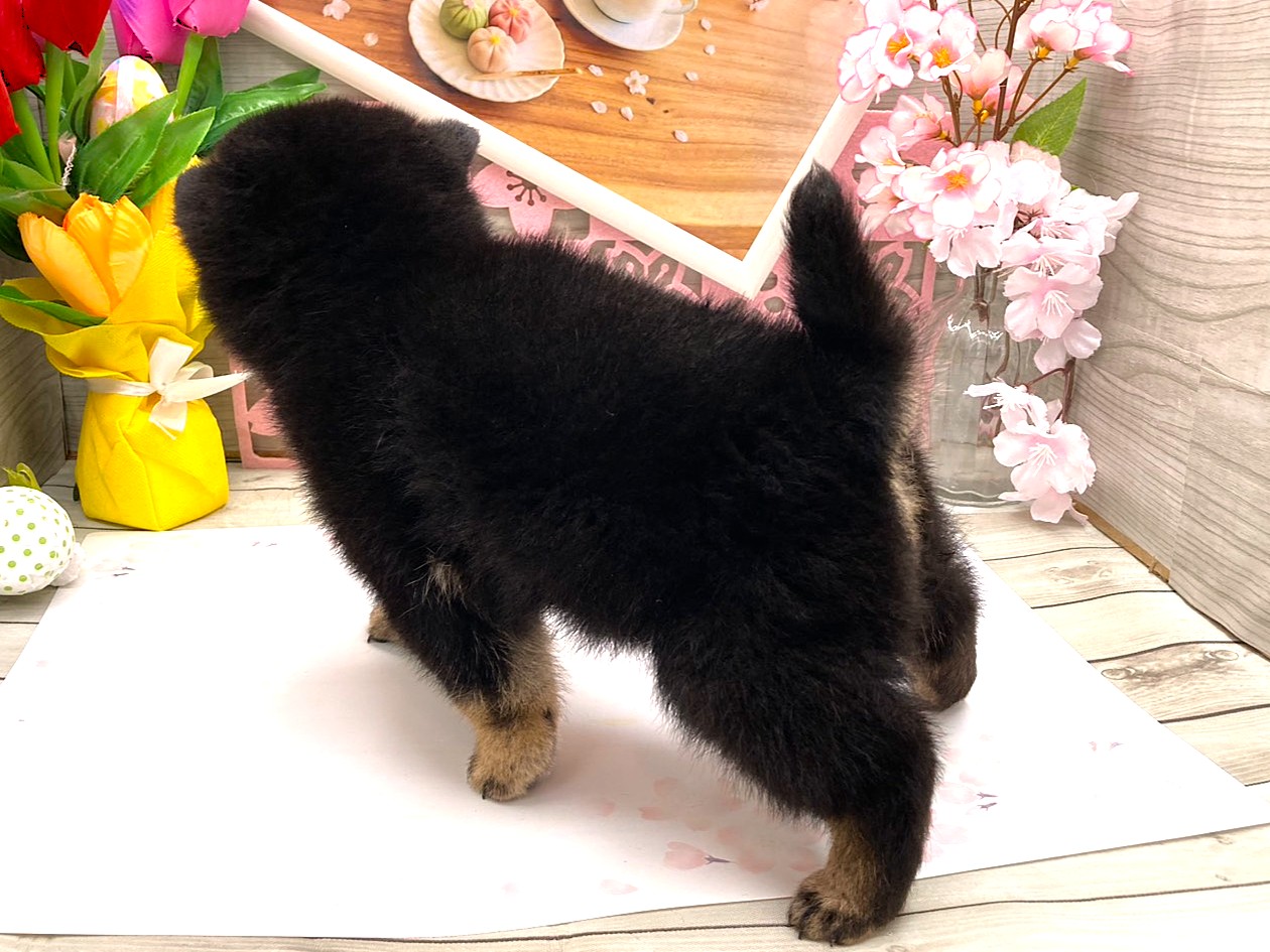 京都府の柴犬(標準サイズ) (ペッツワン木津川店/2026年1月31日生まれ/女の子/黒)の子犬の3枚目の画像