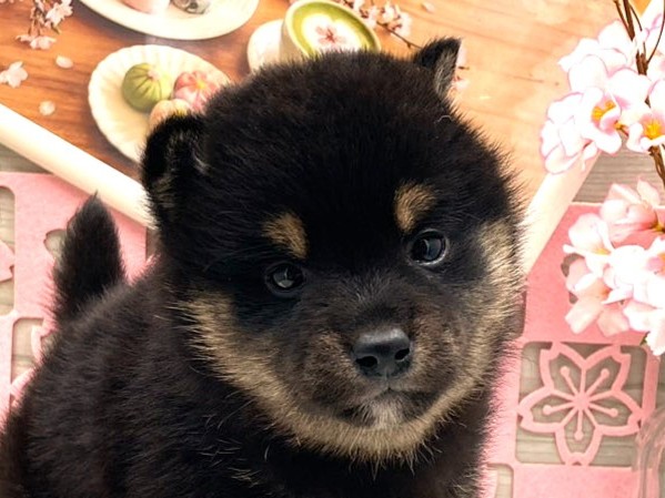 京都府の柴犬(標準サイズ) (ペッツワン木津川店/2026年1月31日生まれ/女の子/黒)の子犬の1枚目の画像