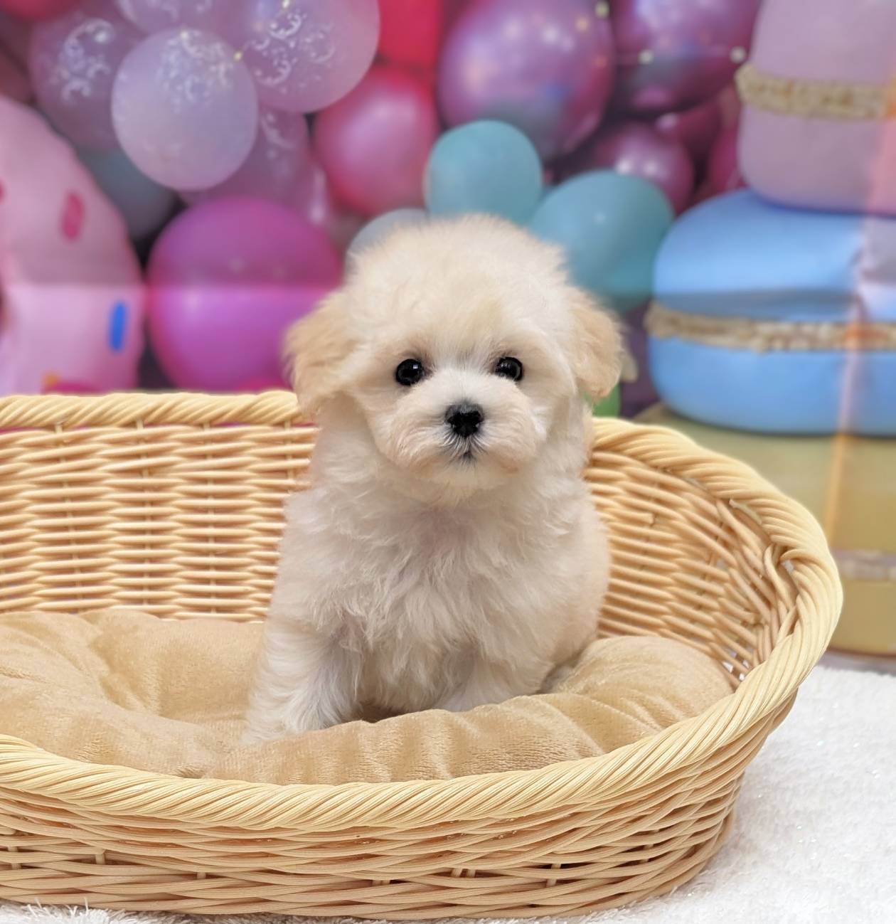 岡山県のハーフ犬・ミックス犬 (ペッツワンFC津山店/2025年11月12日生まれ/男の子/クリーム)の子犬