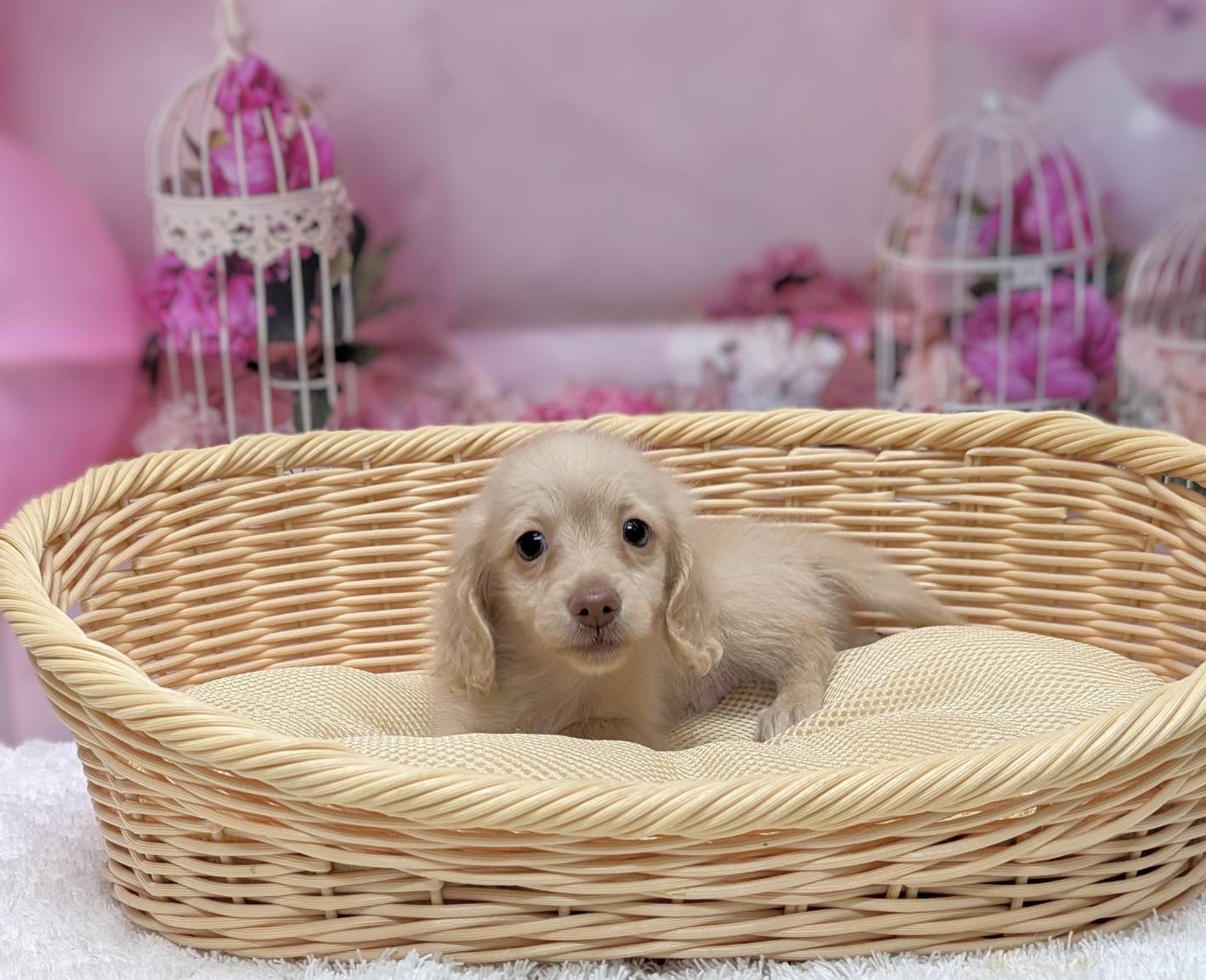 岡山県のミニチュアダックスフンド(ロング) (ペッツワンFC津山店/2026年2月6日生まれ/男の子/イエロー)の子犬