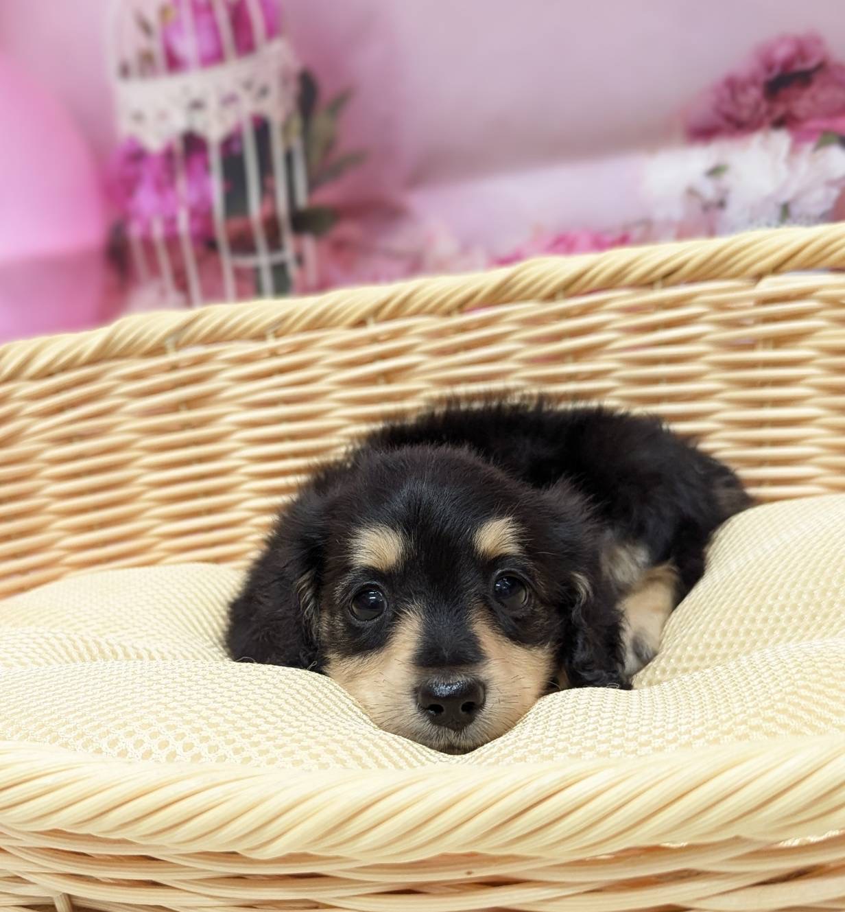 岡山県のミニチュアダックスフンド(ロング) (ペッツワンFC津山店/2026年2月6日生まれ/女の子/ブラックタン)の子犬