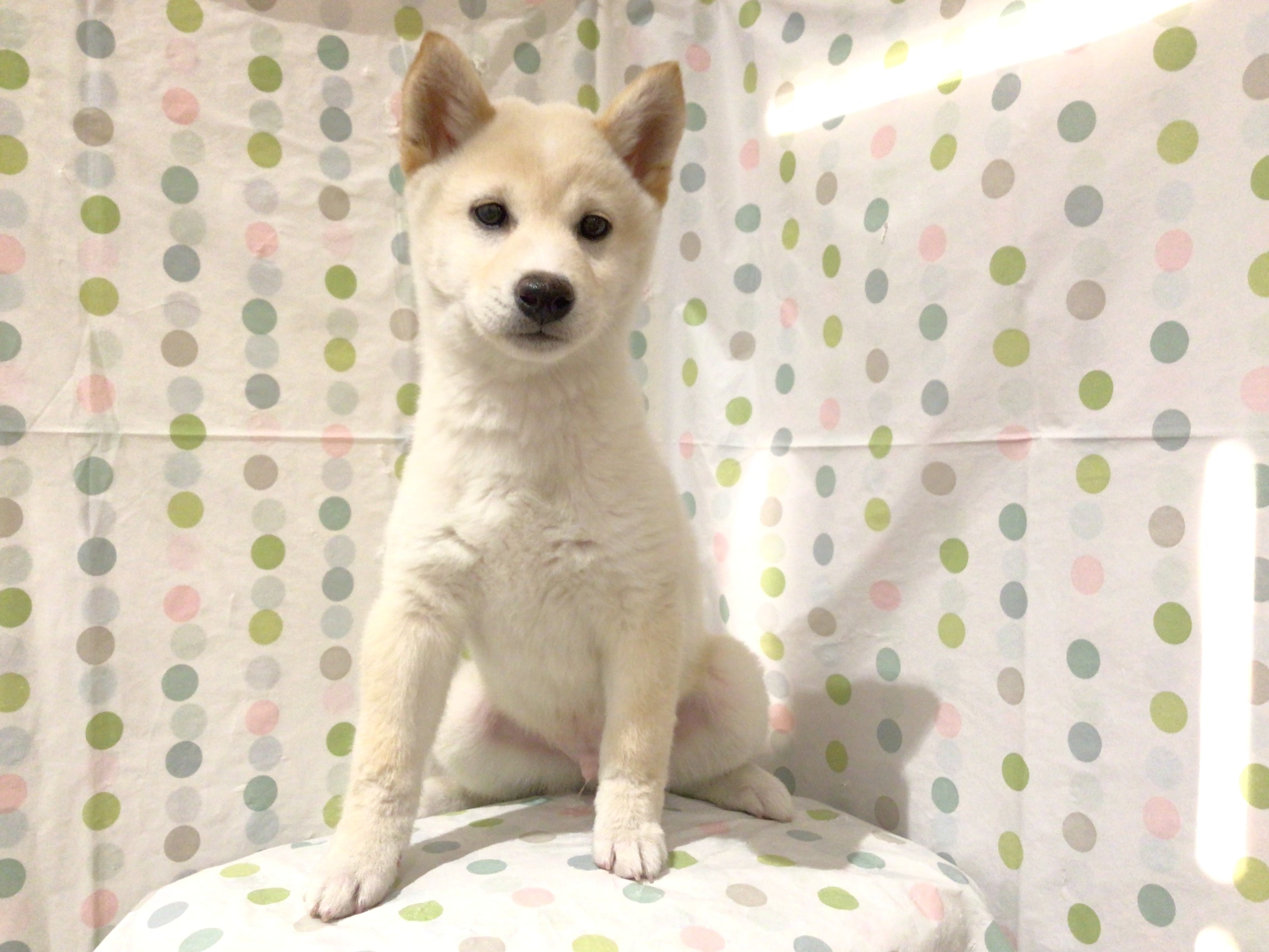 茨城県の柴犬(標準サイズ) (ペッツワン高萩店/2025年12月30日生まれ/男の子/白)の子犬の2枚目の画像