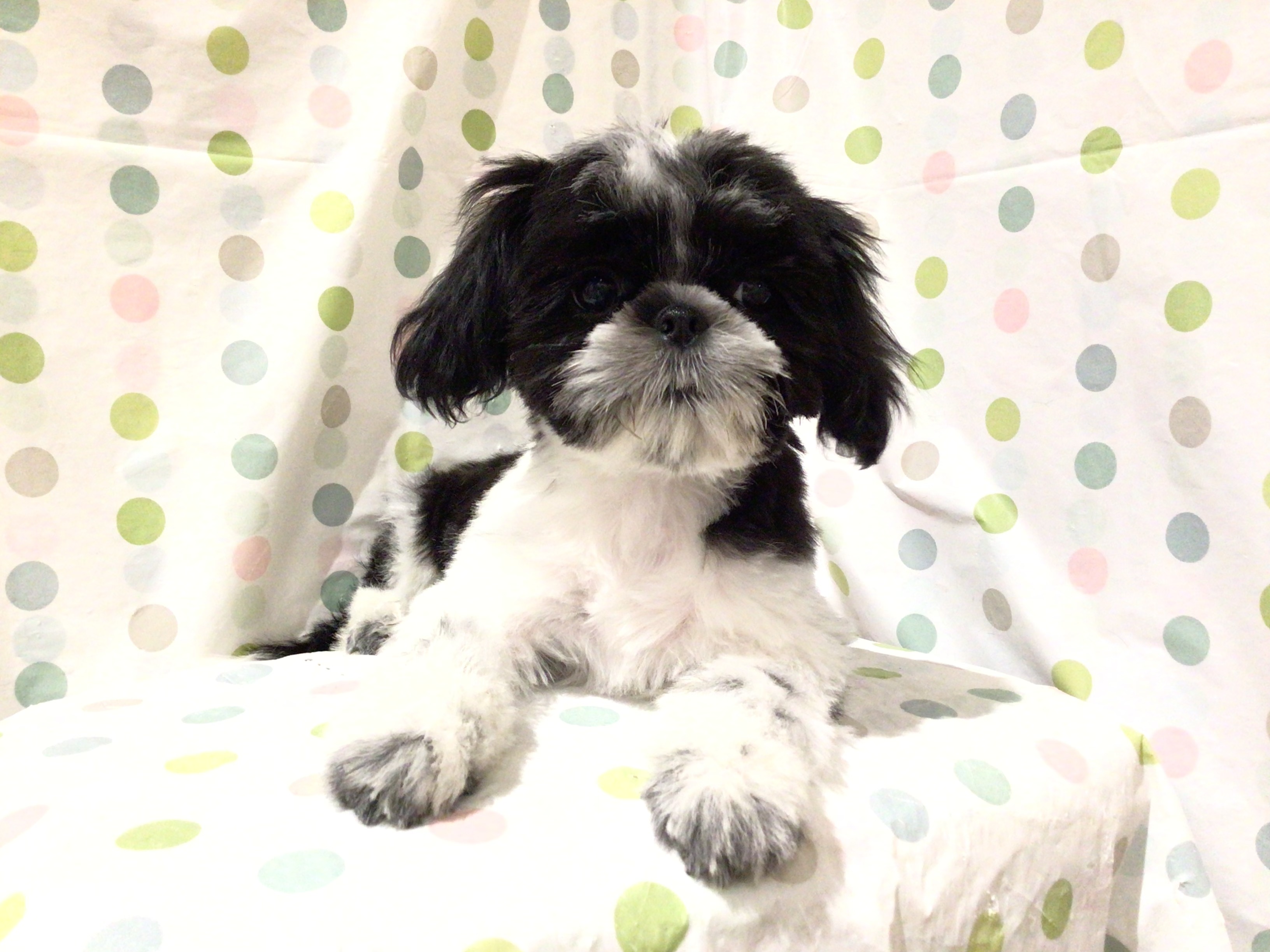 茨城県のシーズー (ペッツワン高萩店/2025年12月15日生まれ/女の子/ブラックホワイト)の子犬の2枚目の画像