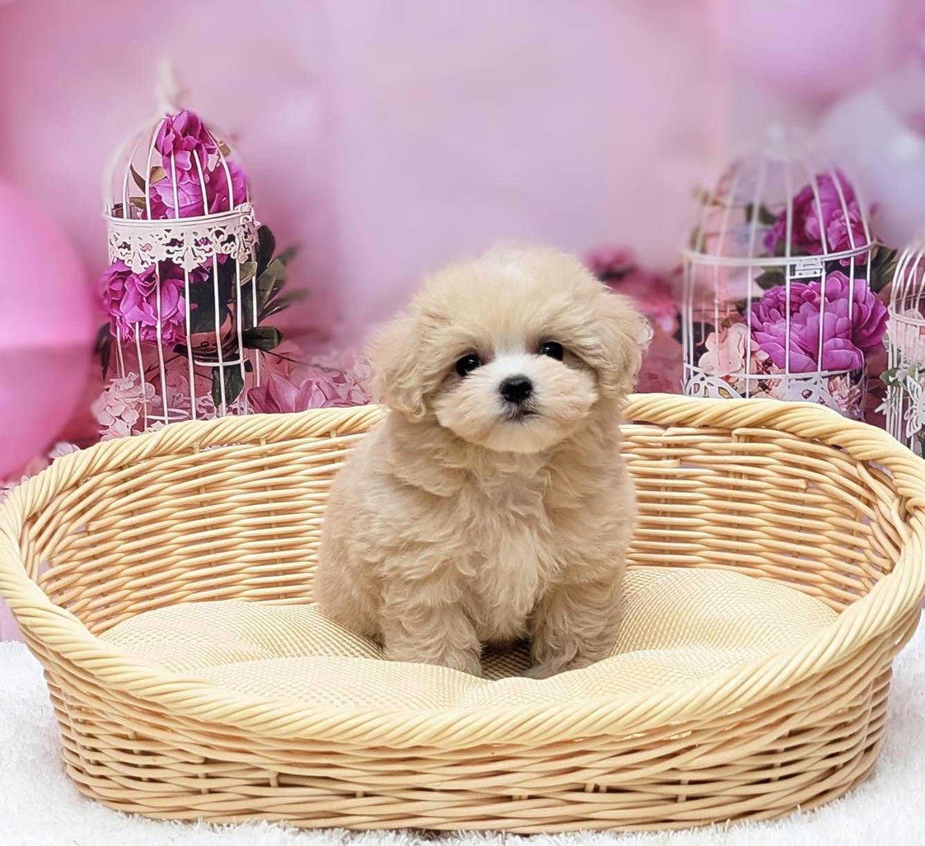 岡山県のハーフ犬・ミックス犬 (ペッツワンFC津山店/2026年2月3日生まれ/男の子/クリーム)の子犬