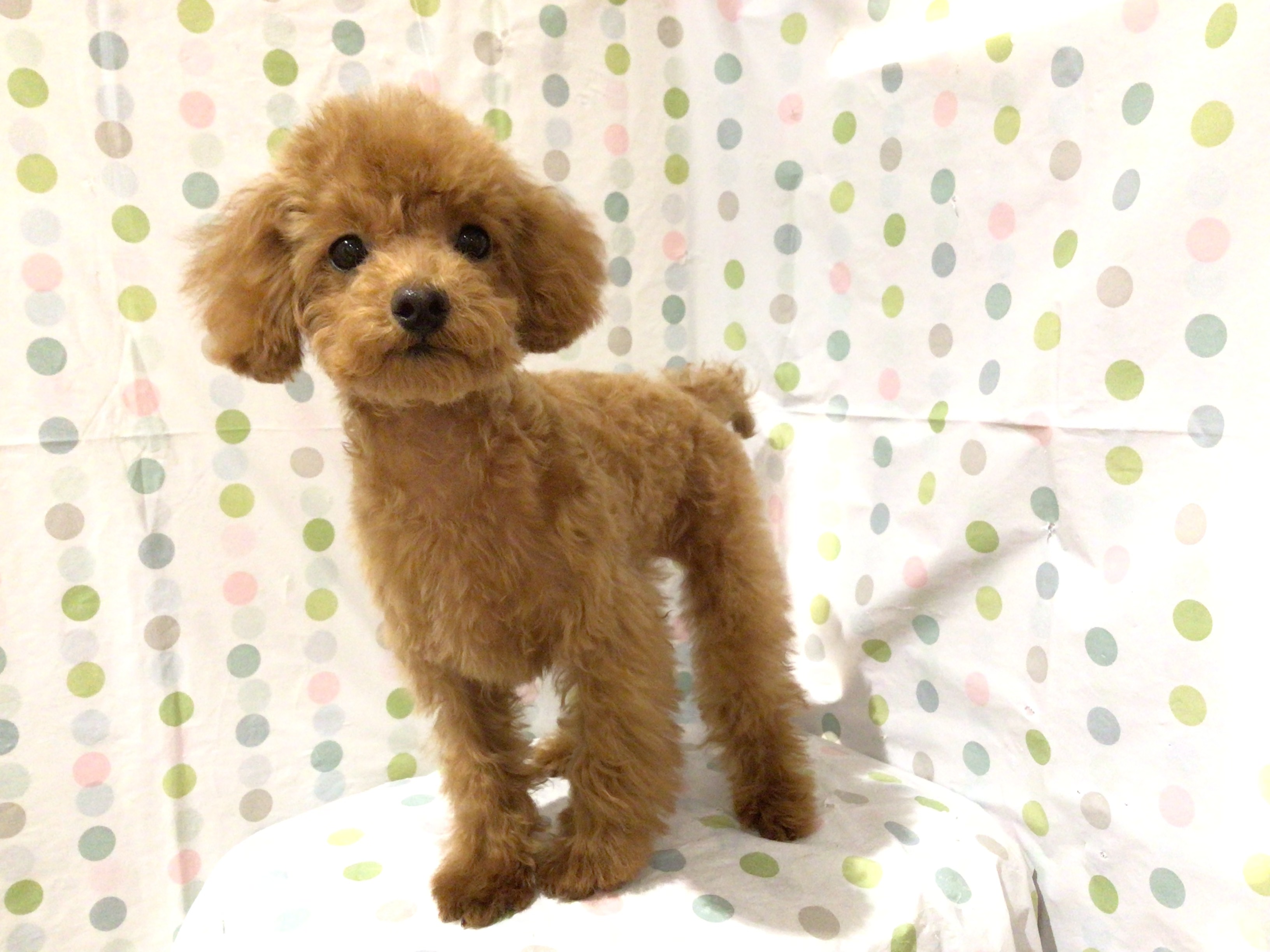 茨城県のトイプードル(トイ) (ペッツワン高萩店/2025年10月26日生まれ/男の子/レッド)の子犬の3枚目の画像