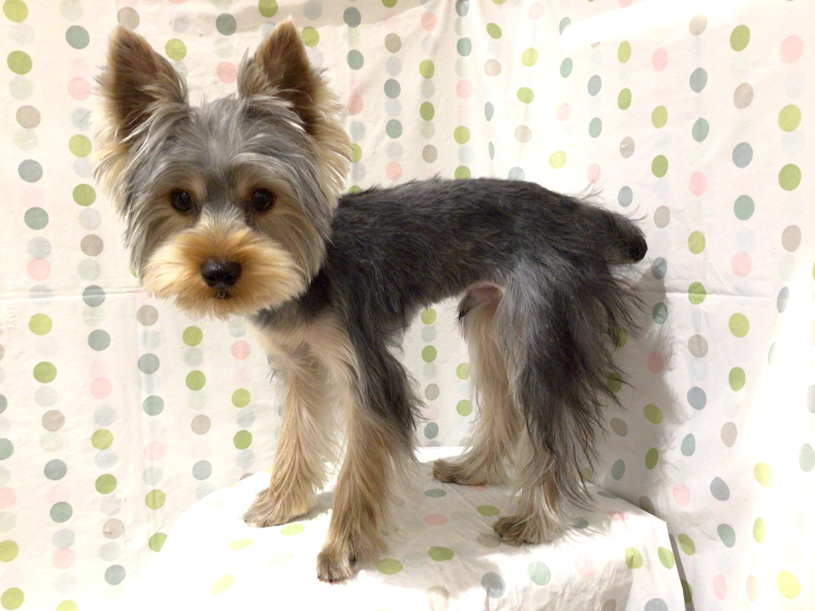 茨城県のヨークシャーテリア (ペッツワン高萩店/2025年9月1日生まれ/男の子/スチールブルータン)の子犬の3枚目の画像