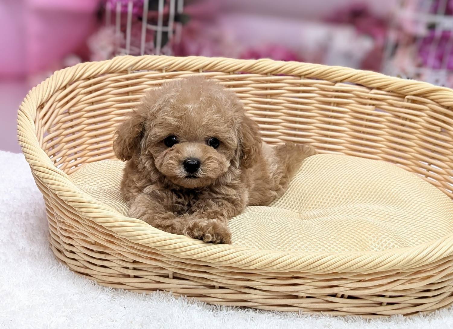 岡山県のトイプードル(トイ) (ペッツワンFC津山店/2026年2月4日生まれ/男の子/オレンジフォーン)の子犬