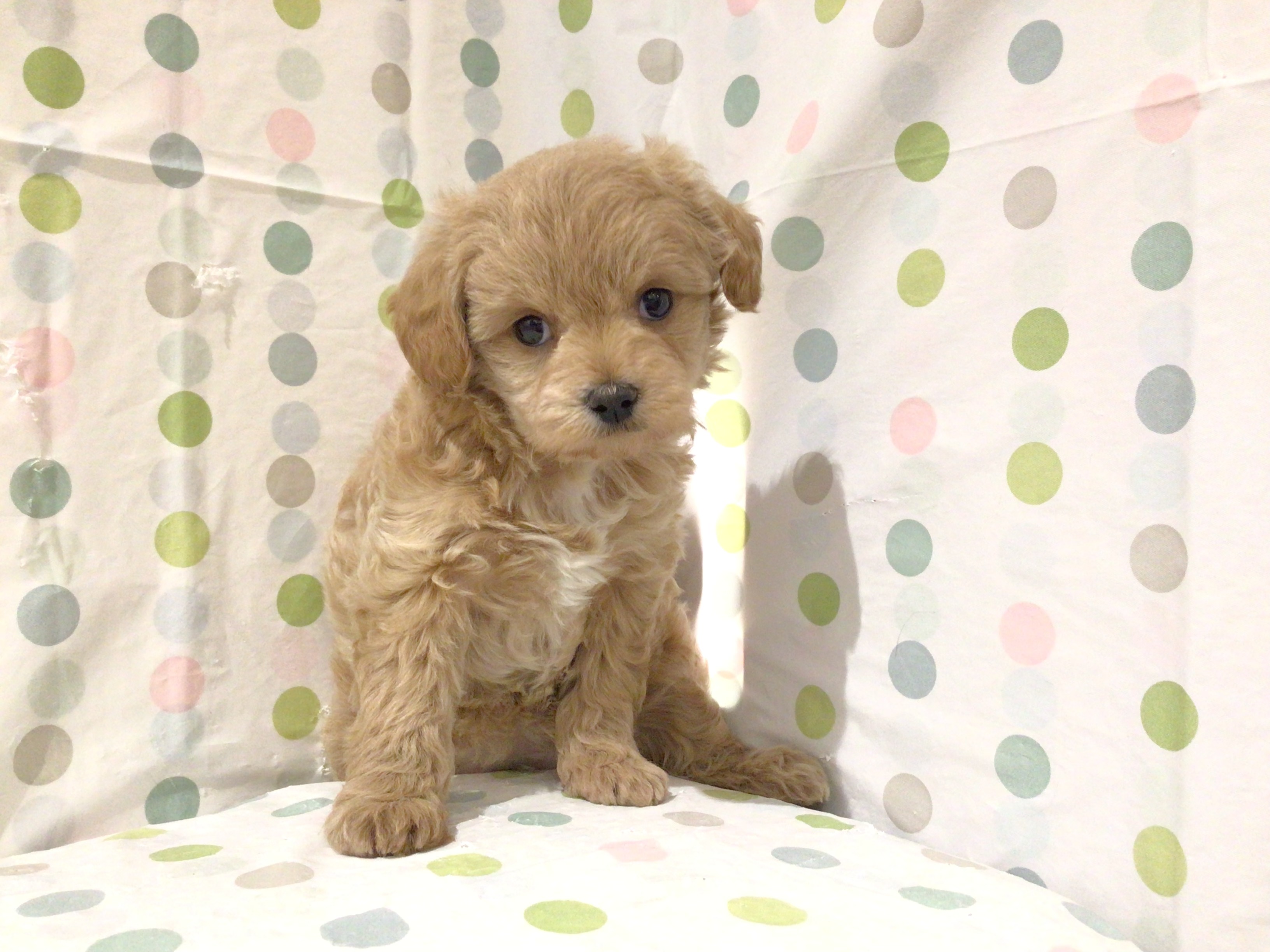 茨城県のハーフ犬・ミックス犬 (ペッツワン高萩店/2026年1月25日生まれ/女の子/アプリコット)の子犬