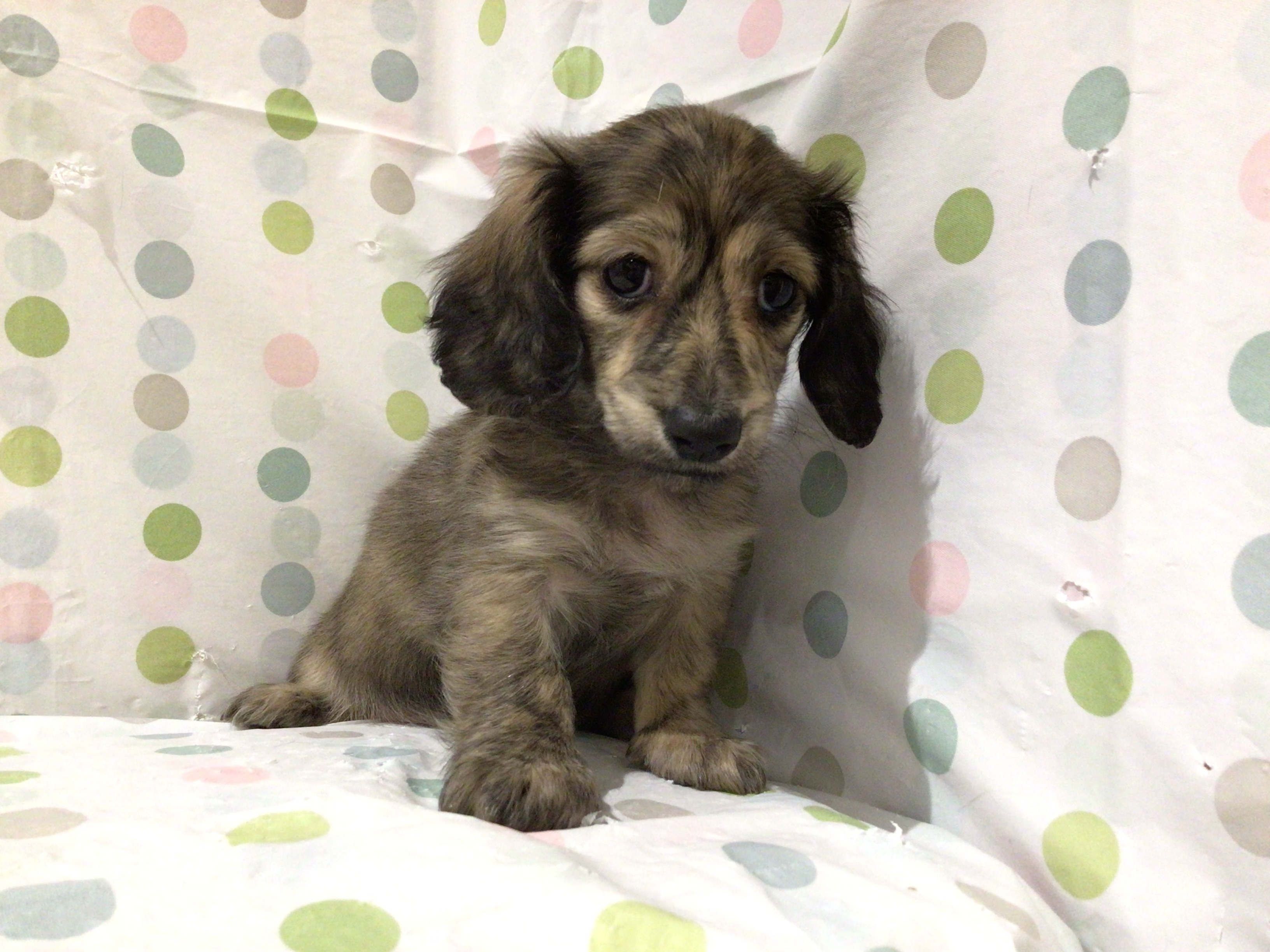 茨城県のミニチュアダックスフンド(ロング) (ペッツワン高萩店/2026年2月1日生まれ/女の子/ブリンドル)の子犬