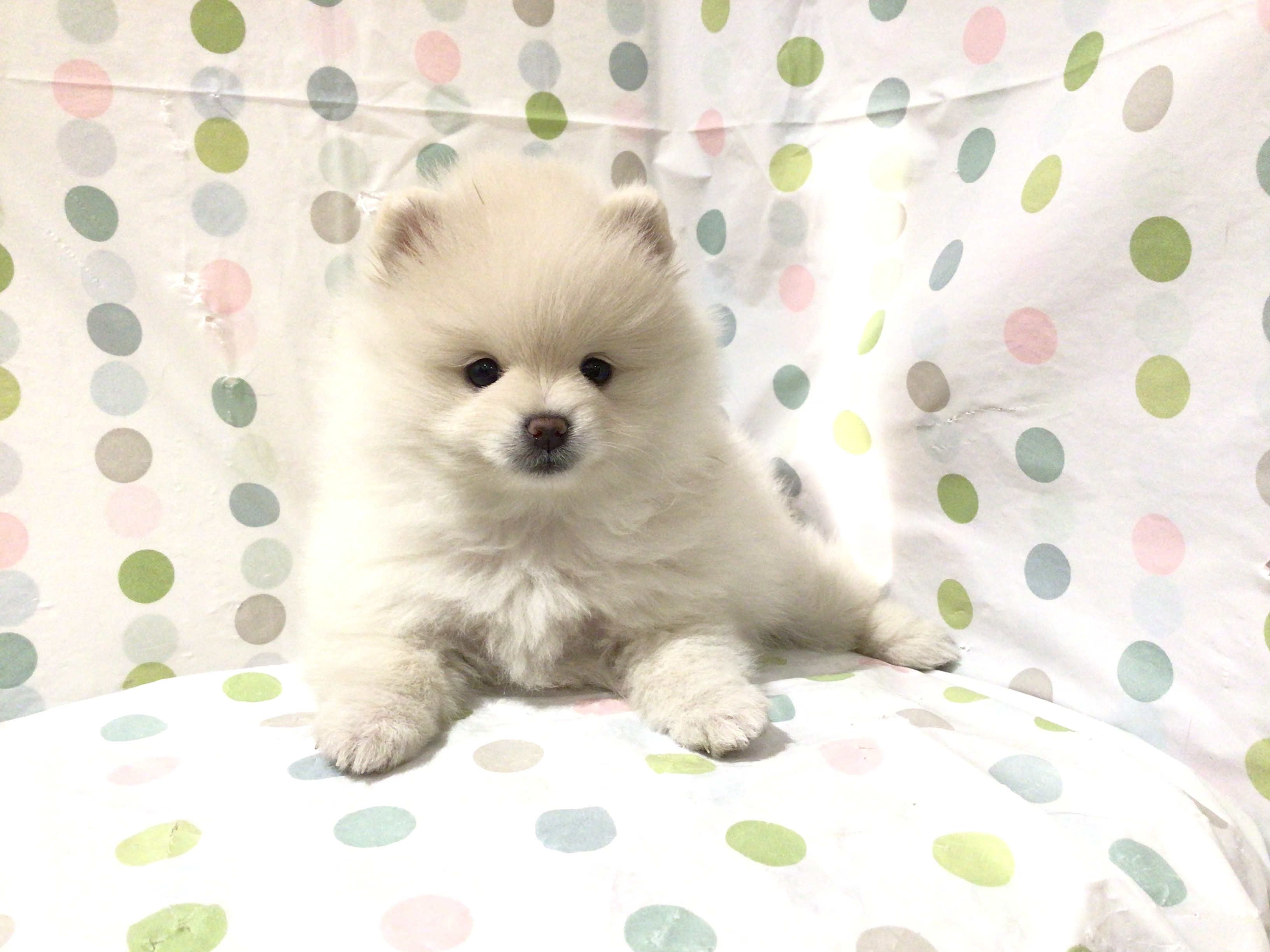 茨城県のポメラニアン (ペッツワン高萩店/2026年2月1日生まれ/女の子/クリーム)の子犬