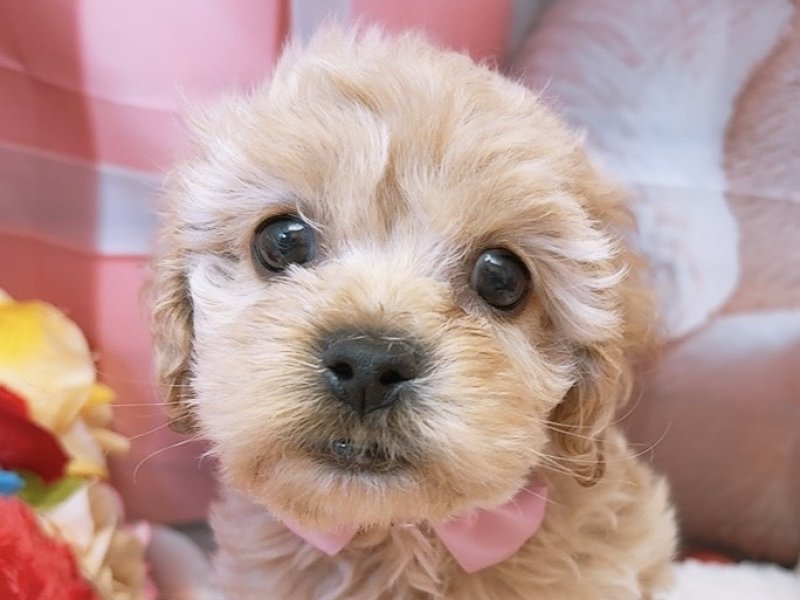 沖縄県のハーフ犬・ミックス犬 (ペッツワンFCサンプラザ糸満店/2026年1月29日生まれ/男の子/クリーム)の子犬