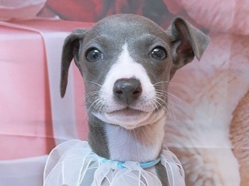 沖縄県のイタリアングレーハウンド (ペッツワンFCサンプラザ糸満店/2026年1月24日生まれ/女の子/ブルーホワイト)の子犬