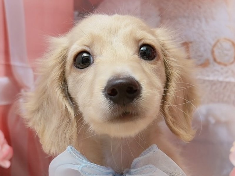 沖縄県のミニチュアダックスフンド(ロング) (ペッツワンFCサンプラザ糸満店/2026年1月8日生まれ/男の子/イエロー)の子犬
