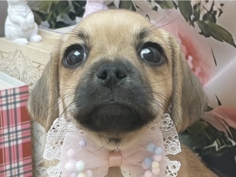 沖縄県のハーフ犬・ミックス犬 (ペッツワンFCサンプラザ糸満店/2026年1月10日生まれ/女の子/フォーン)の子犬