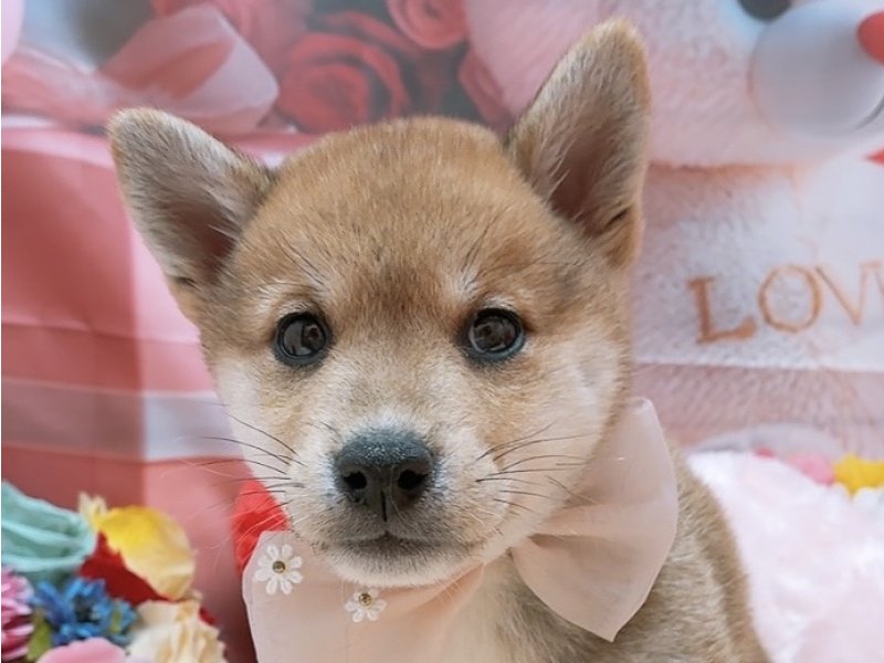 沖縄県の柴犬(標準サイズ) (ペッツワンFCサンプラザ糸満店/2026年1月16日生まれ/男の子/赤)の子犬